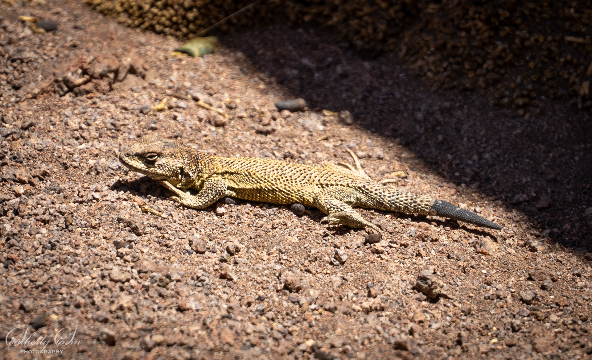 Bolivian Lizard