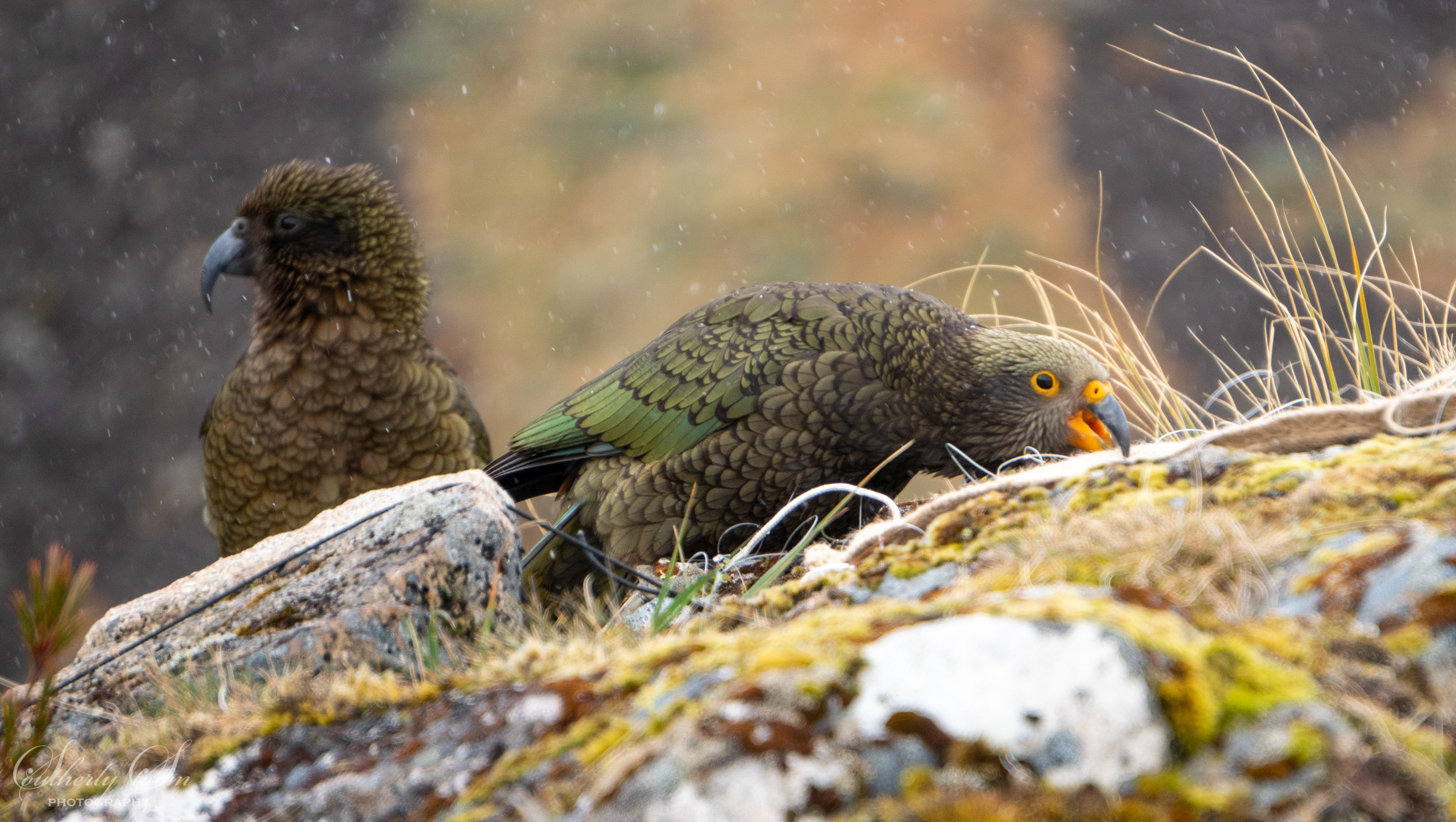 Adult male kea and fledgling Kea