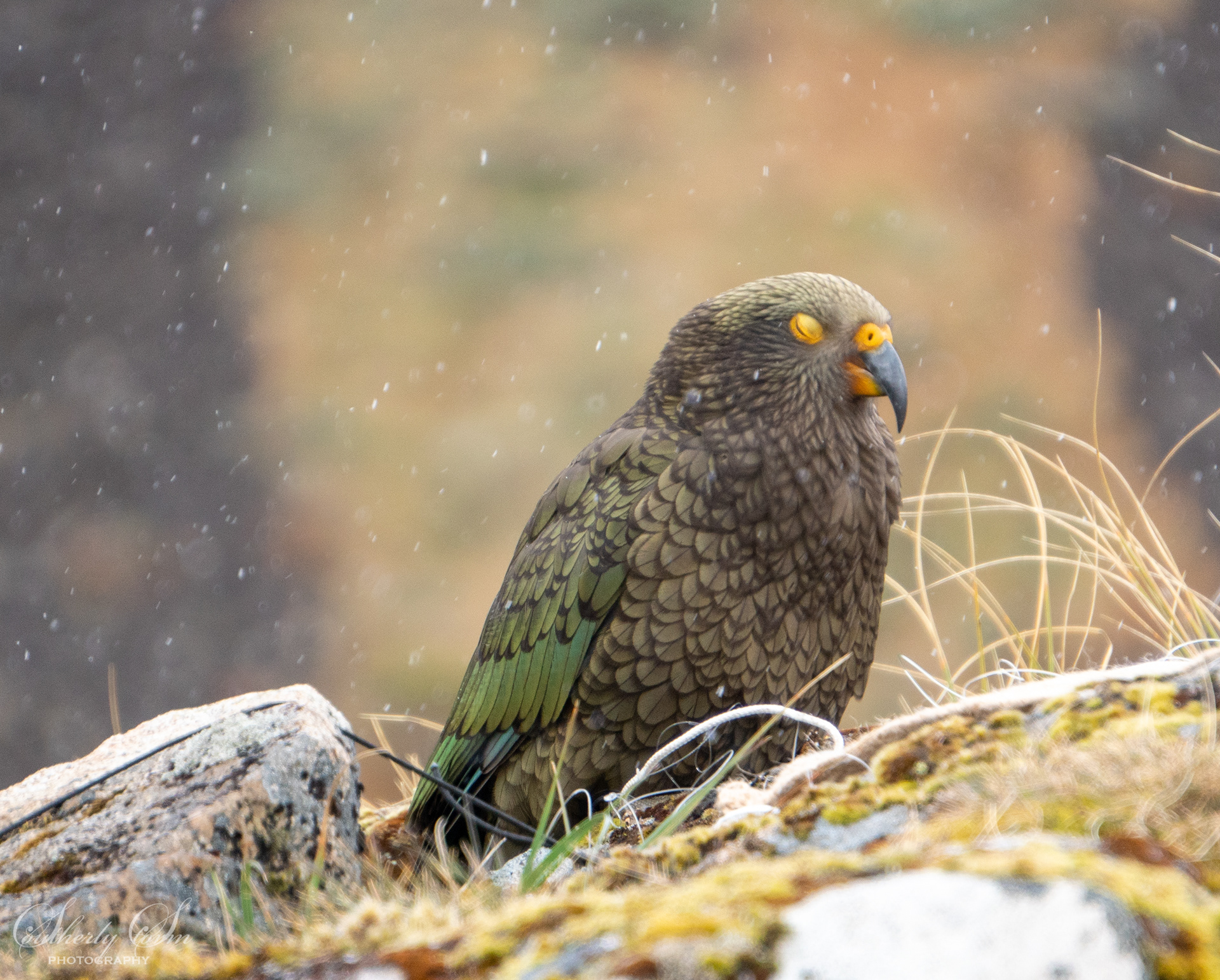 Fledgling Kea in snow