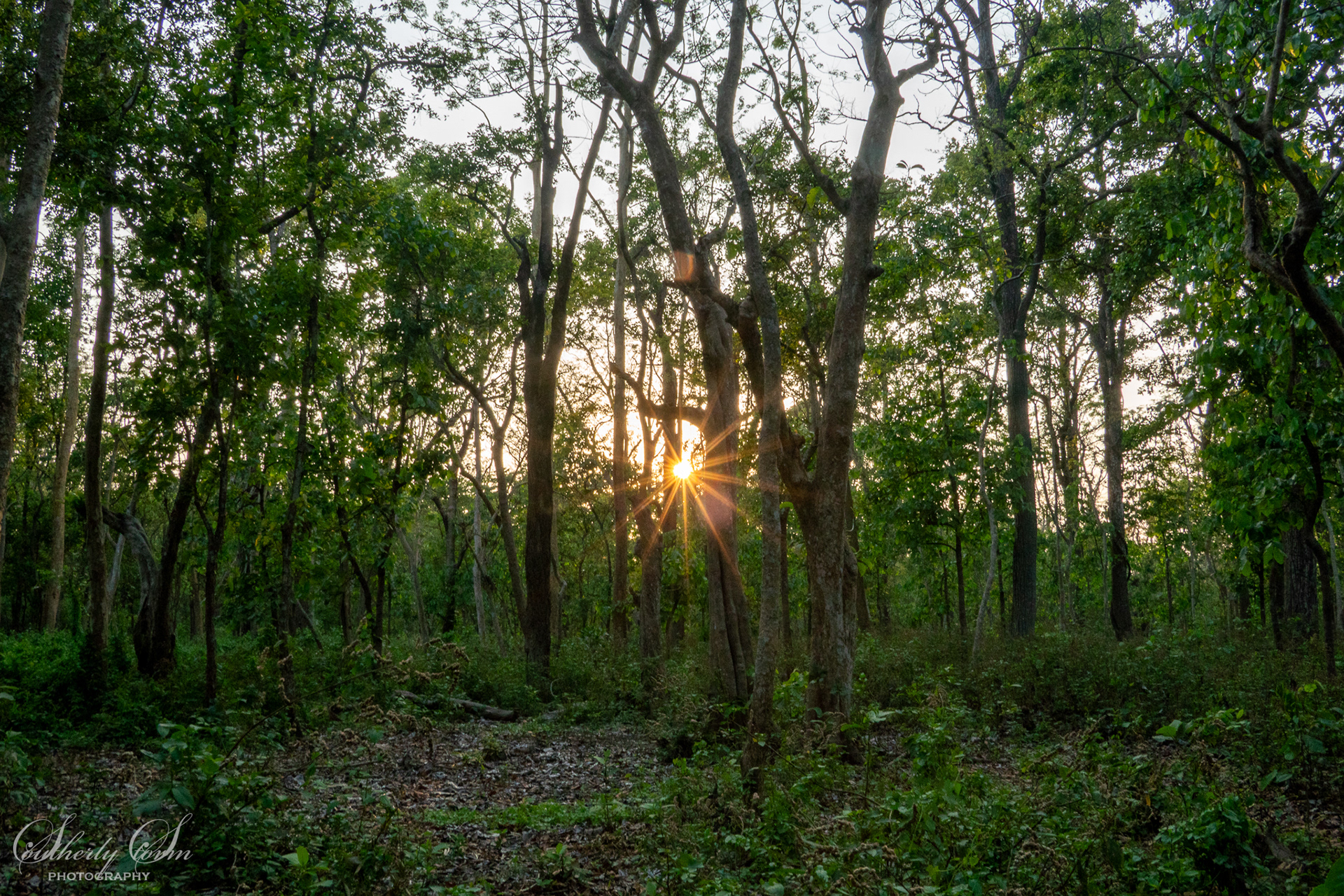 Sunlight streaming through trees