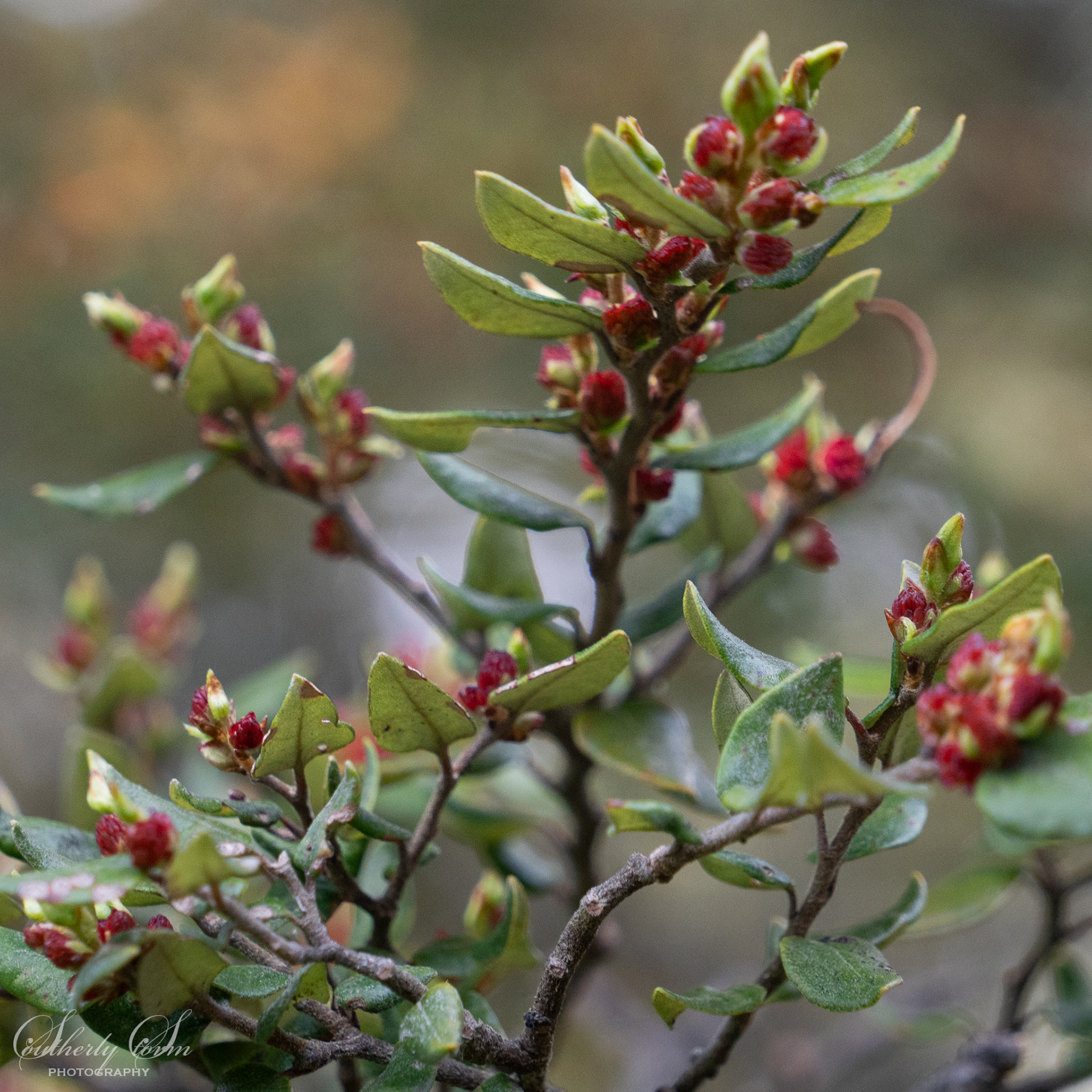 Native tree in flower