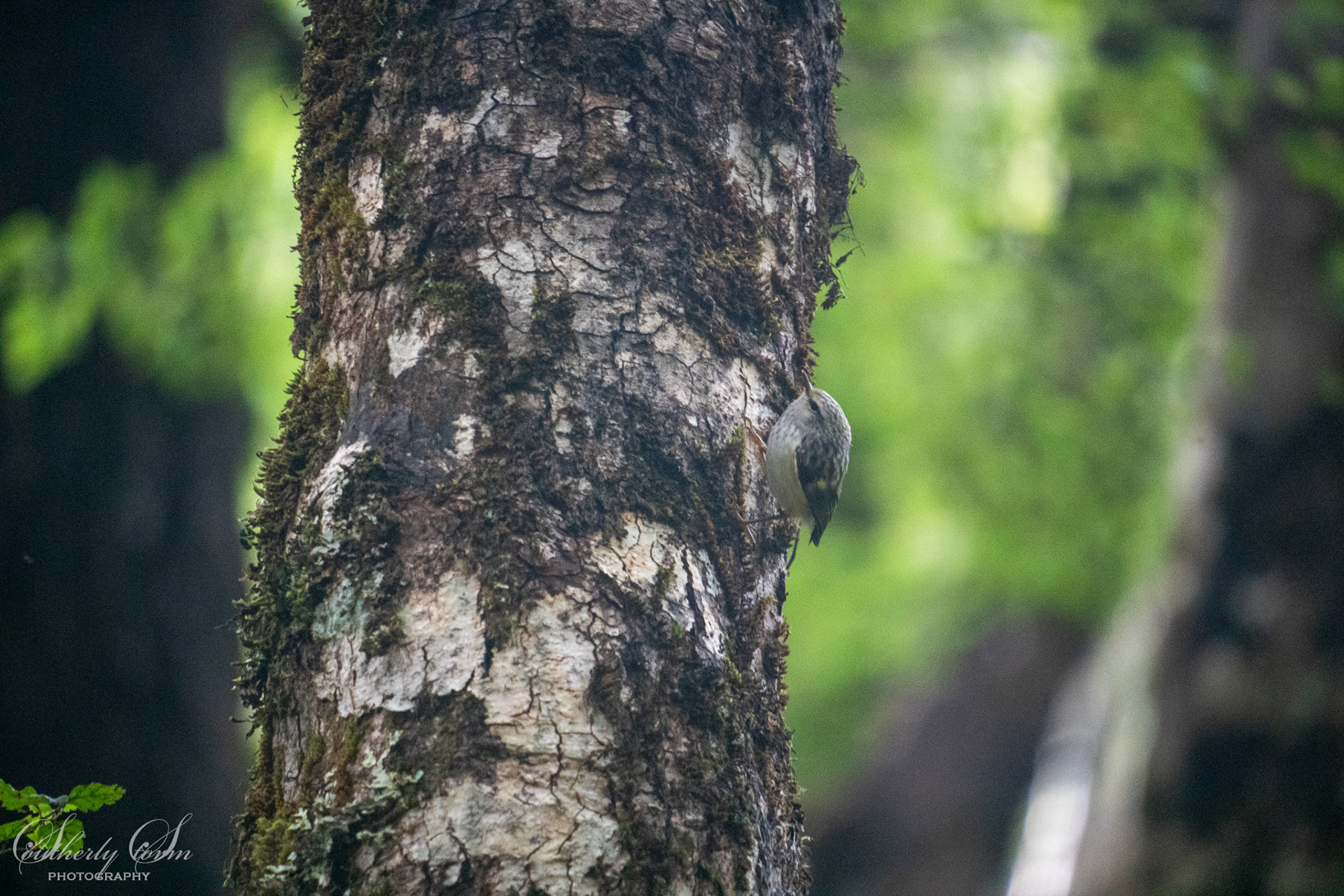 Rifleman on a tree