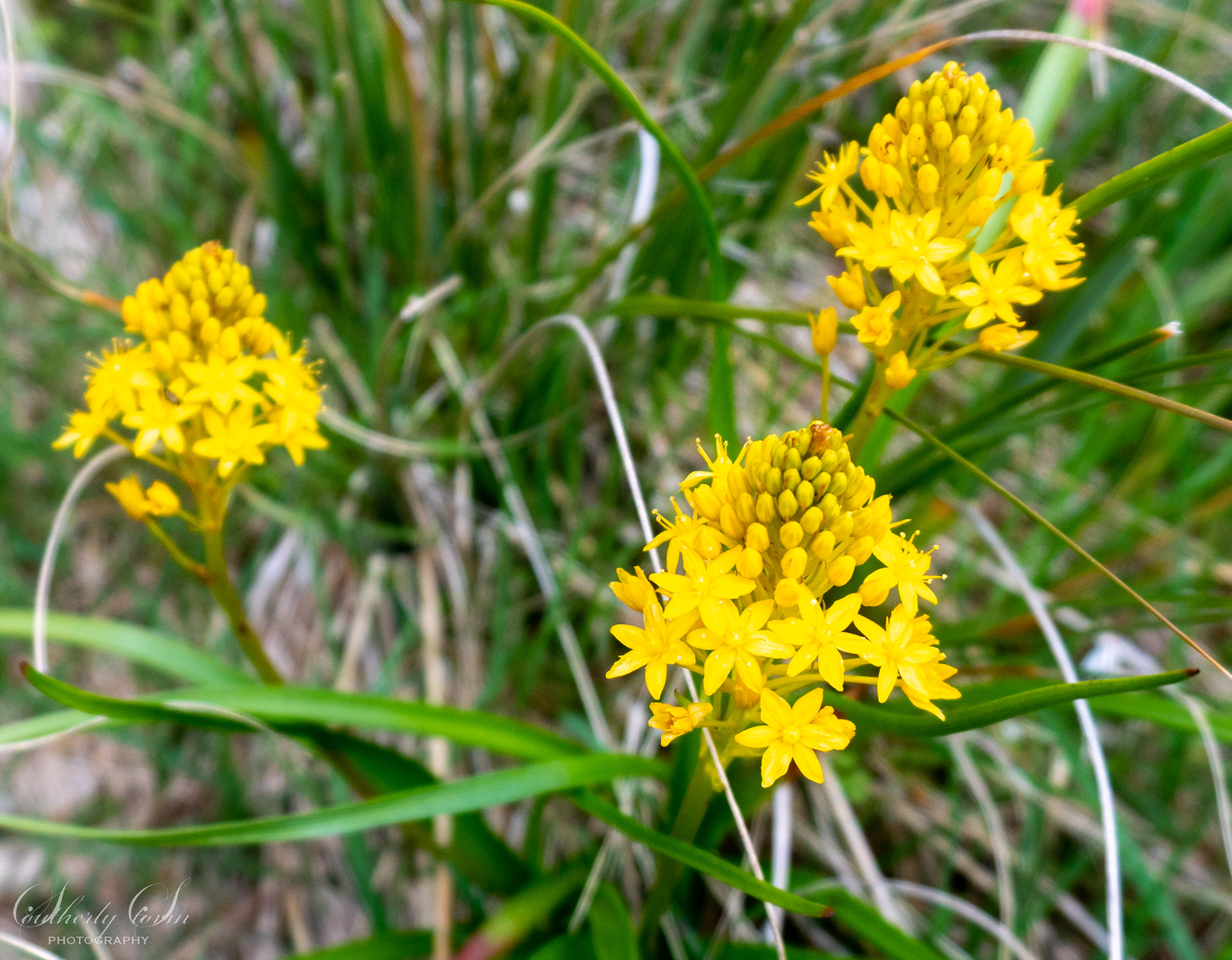 Yellow flowers