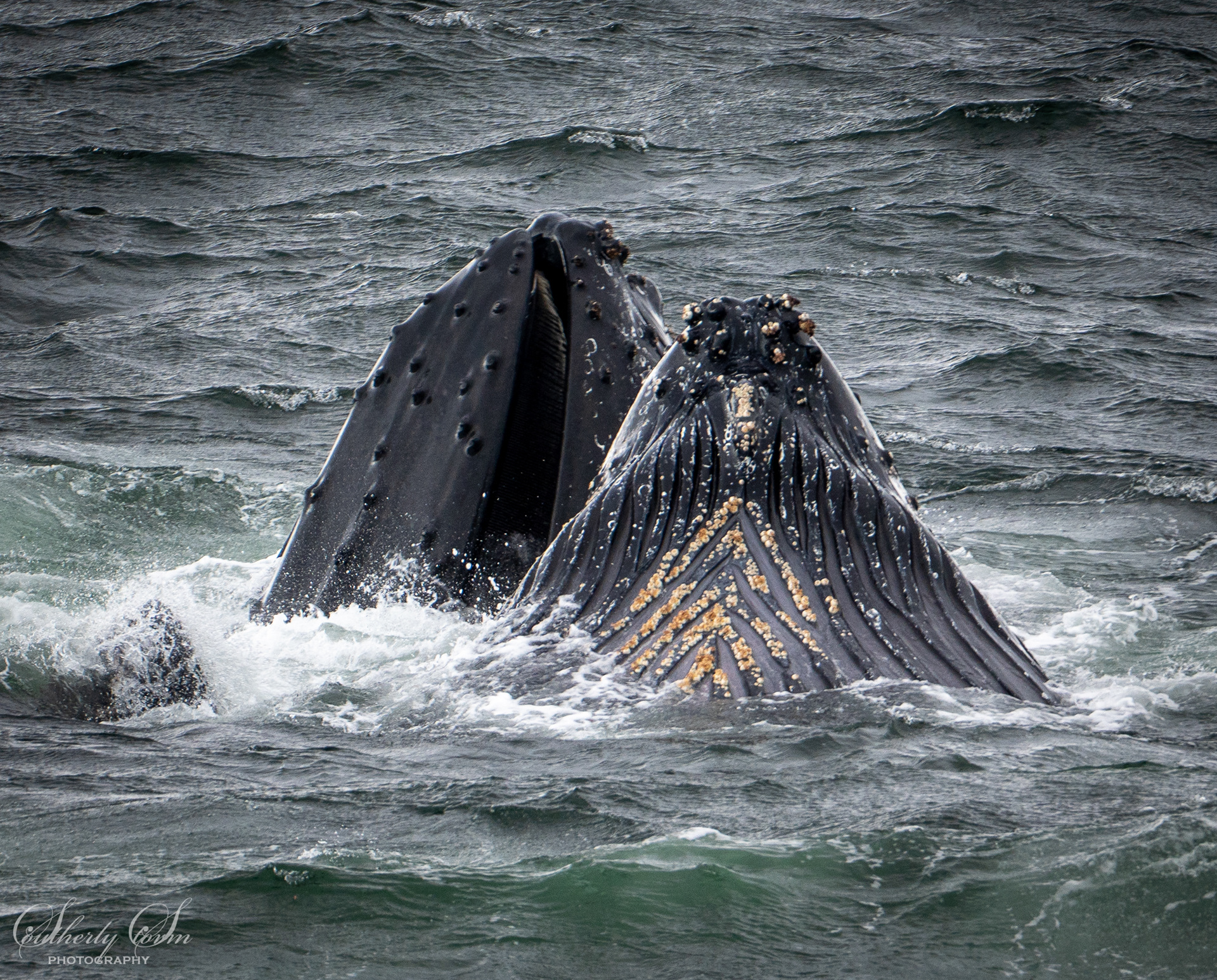 Humpback whales feeding
