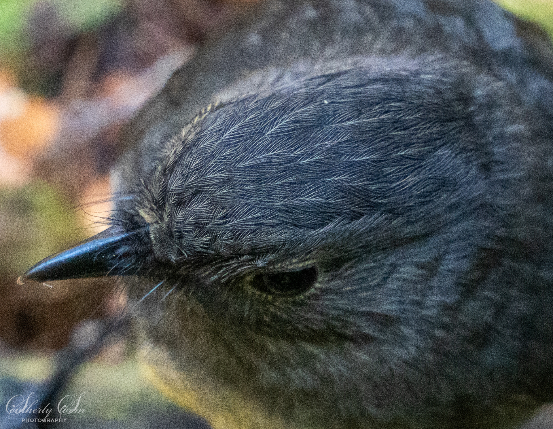 Feathers on a robin's head