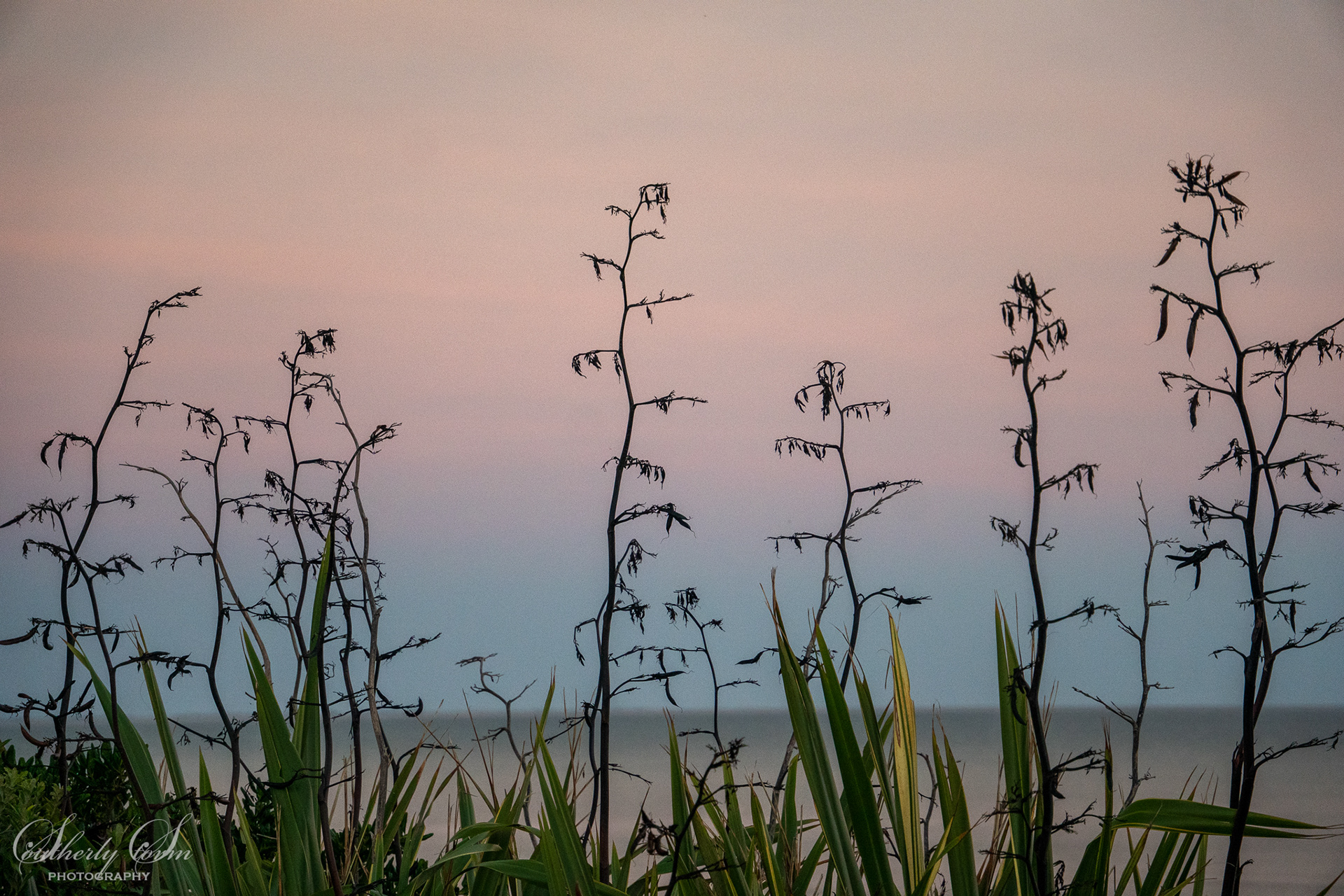 Flax flowers and coast