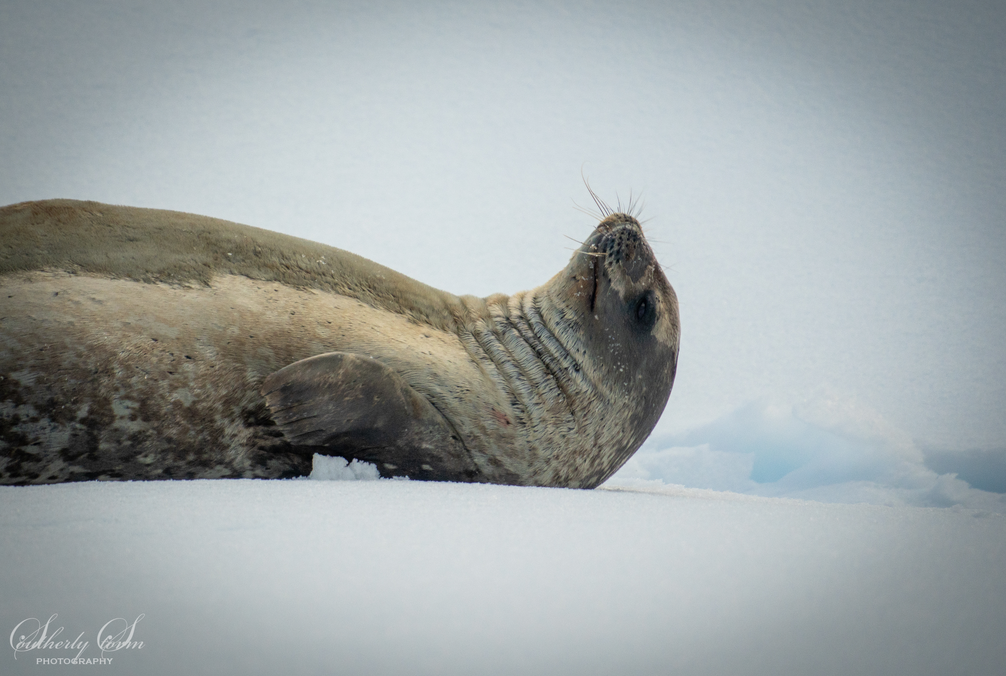 Weddel seal