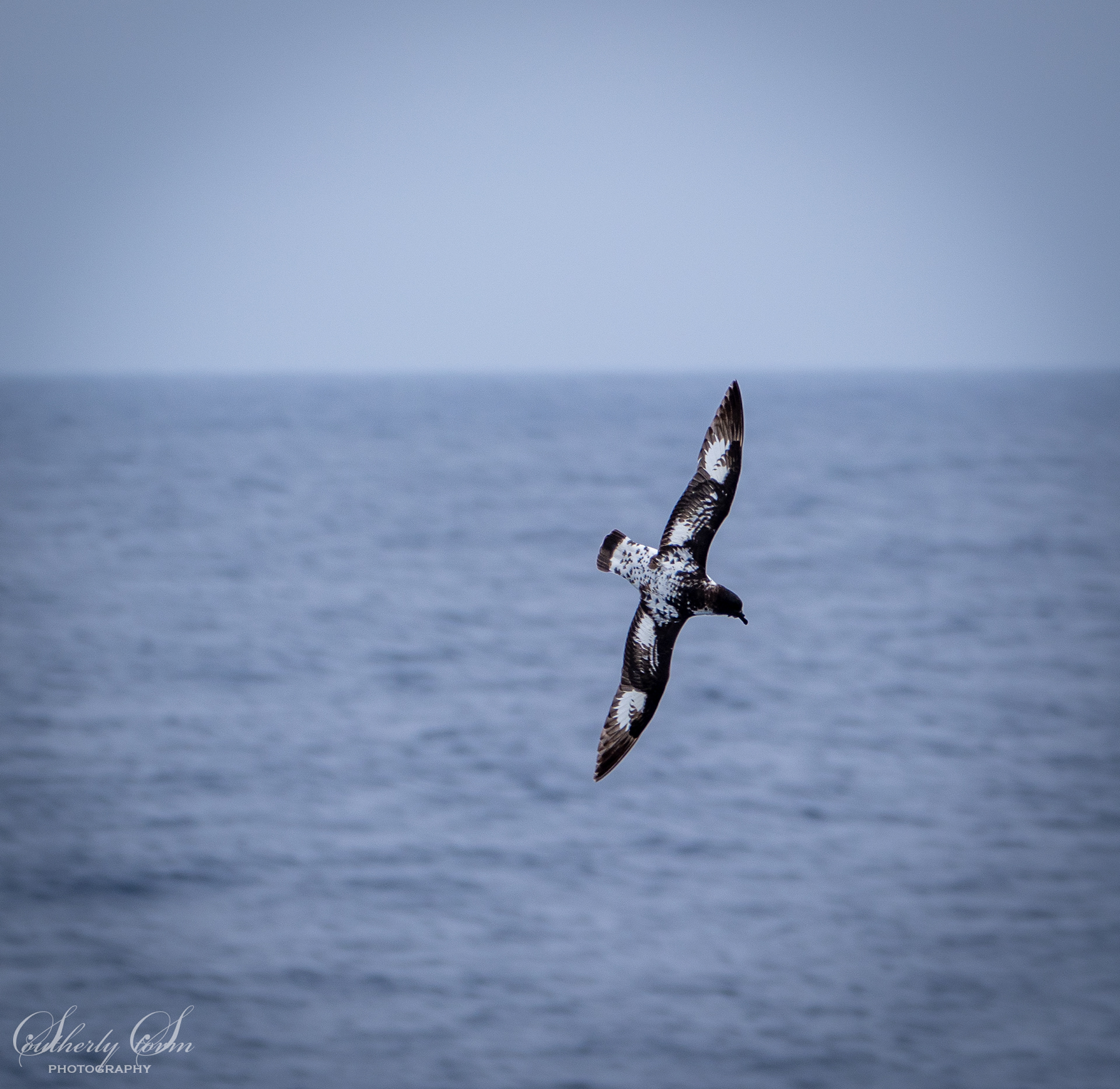 Cape petrel in flight
