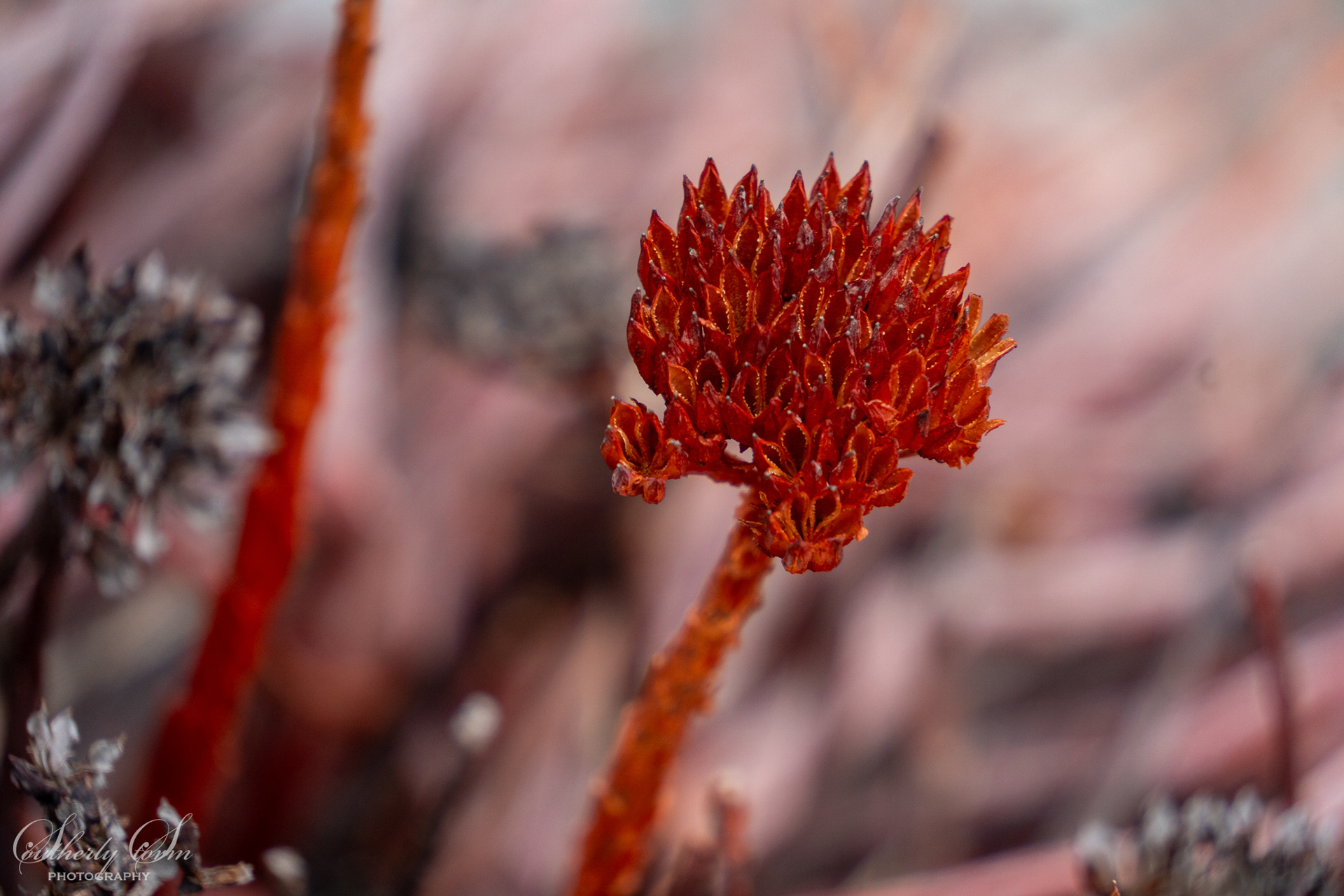 Red alpine plant