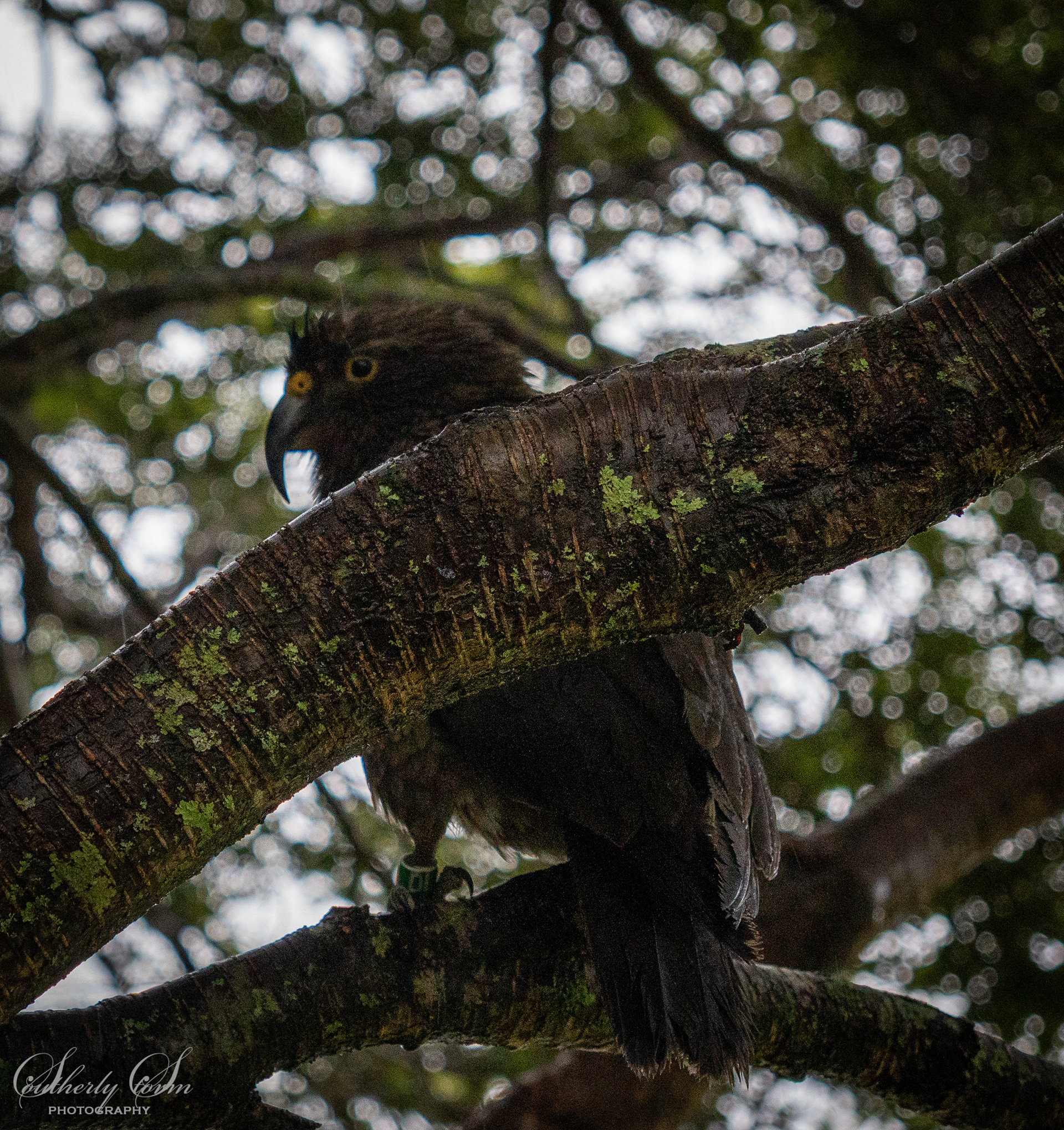 Juvenile kea hiding in the branches