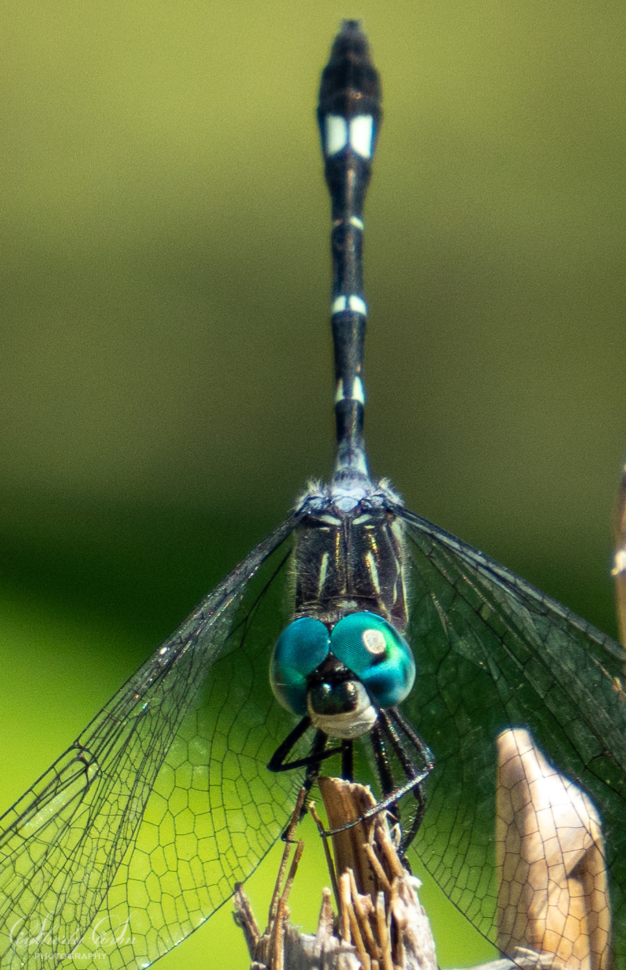 Close up of dragonfly with large blue eyes