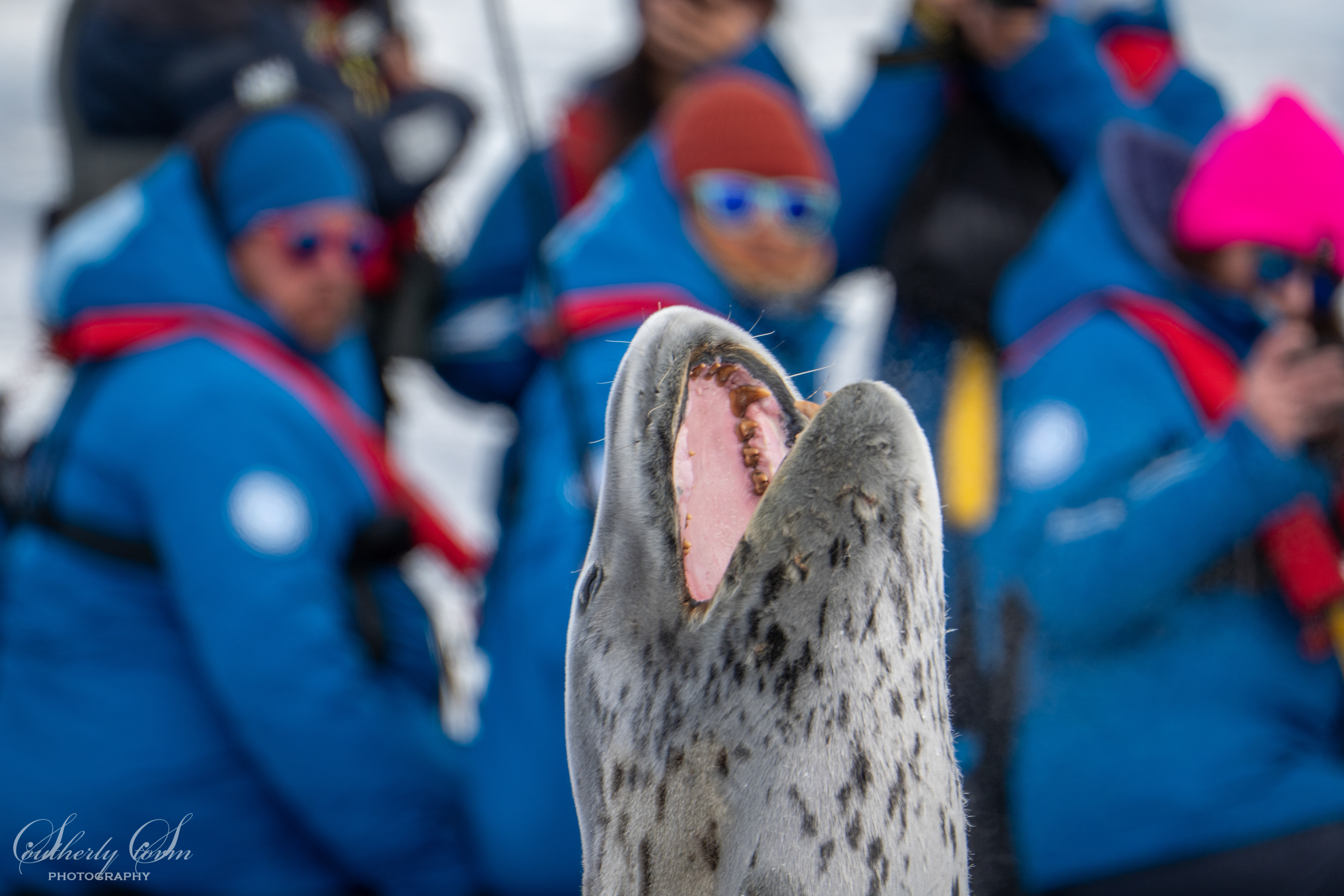 Leopard seal and guests