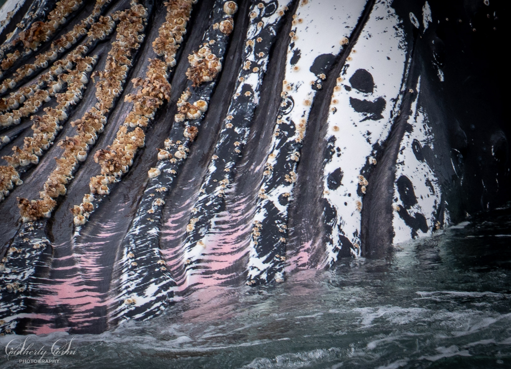 Up close with a whale