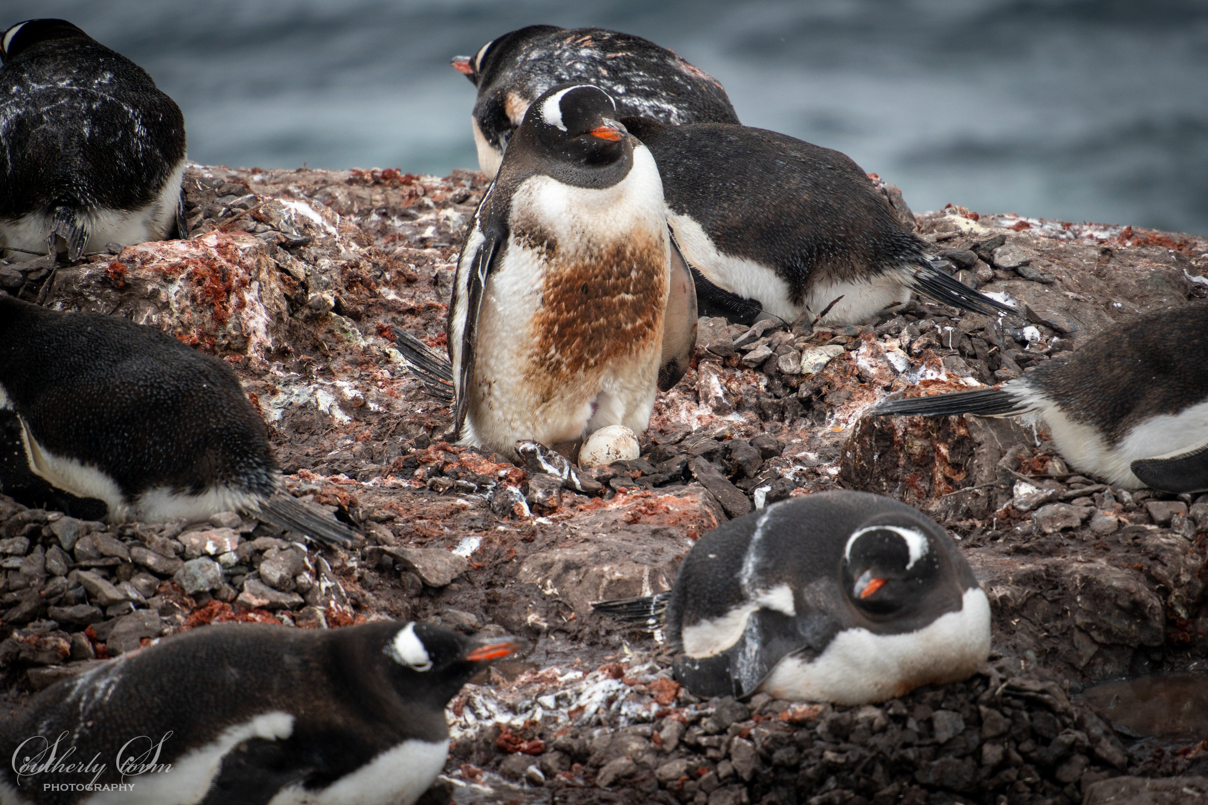 Gentoo penguin colony
