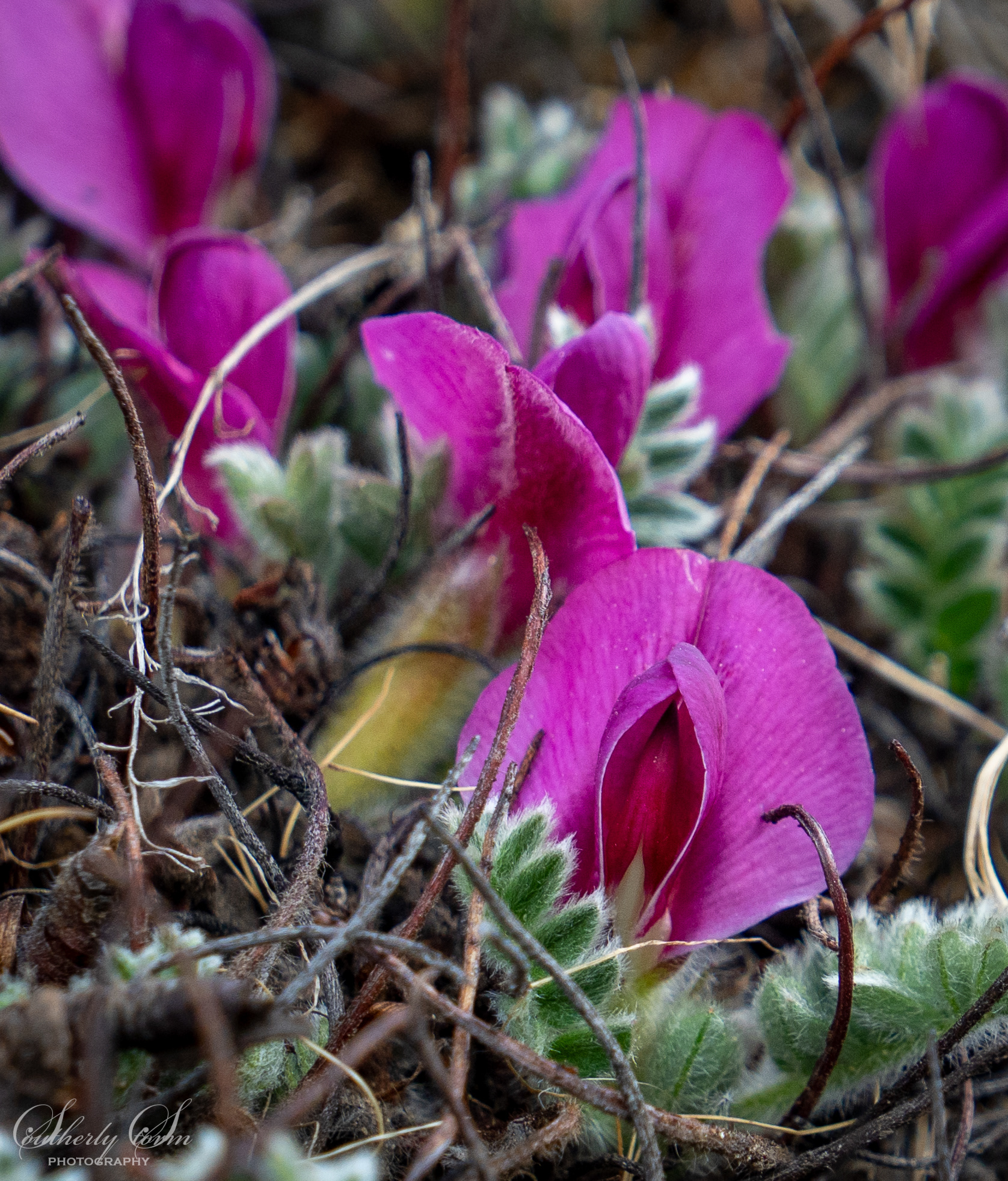Flowers in Nepal