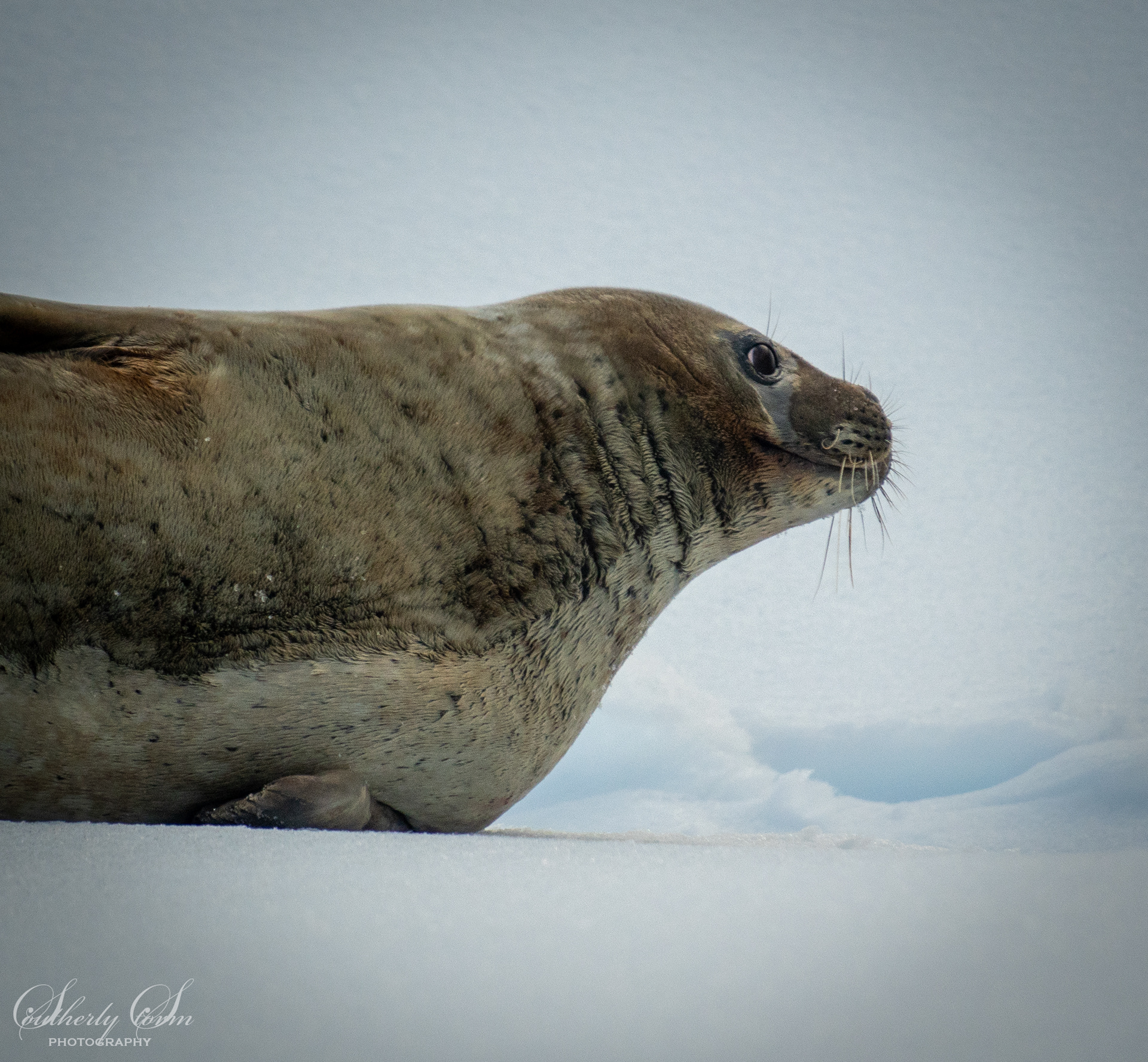 Weddel seal