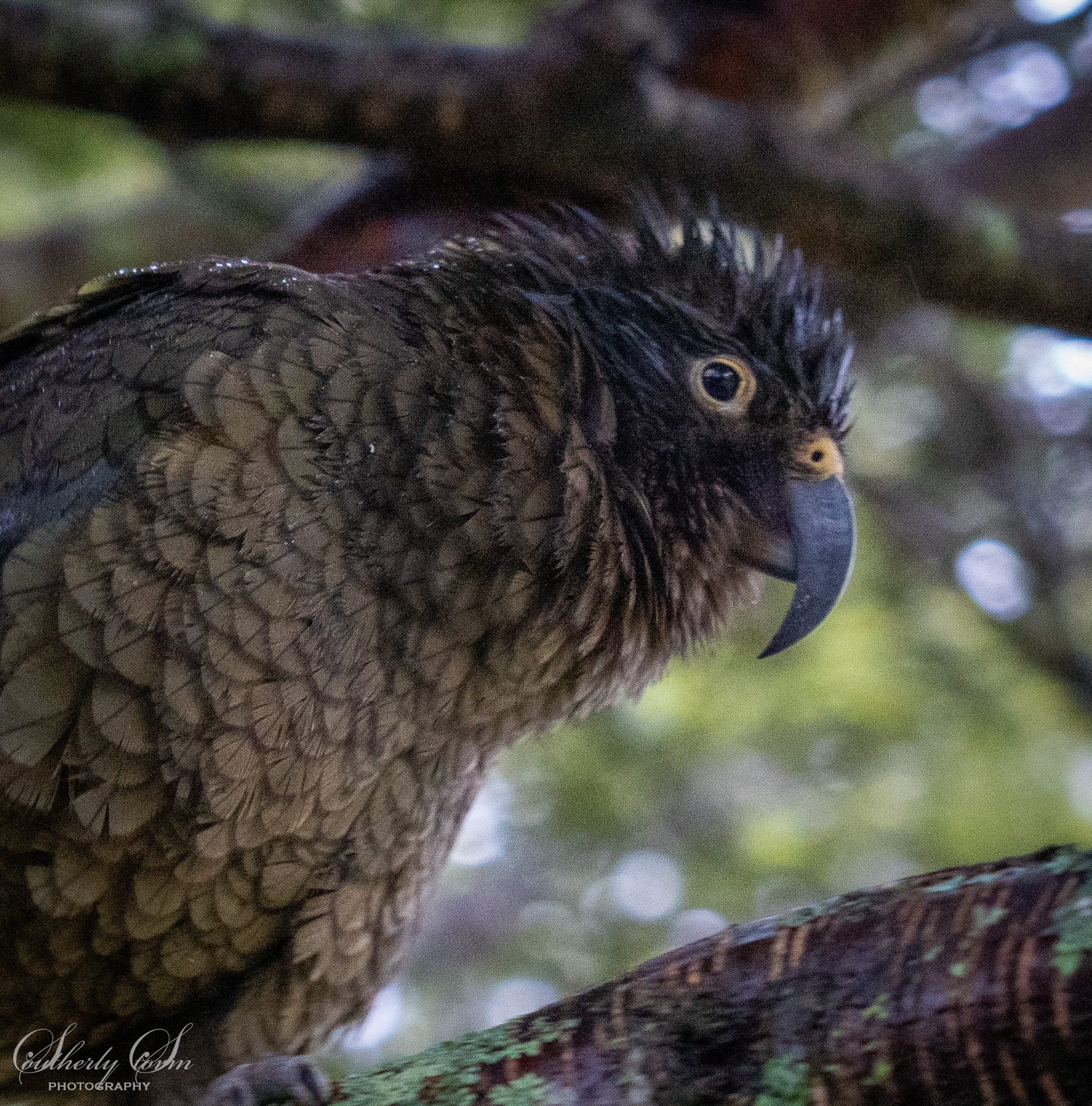 Juvenile kea Aspiring Hut