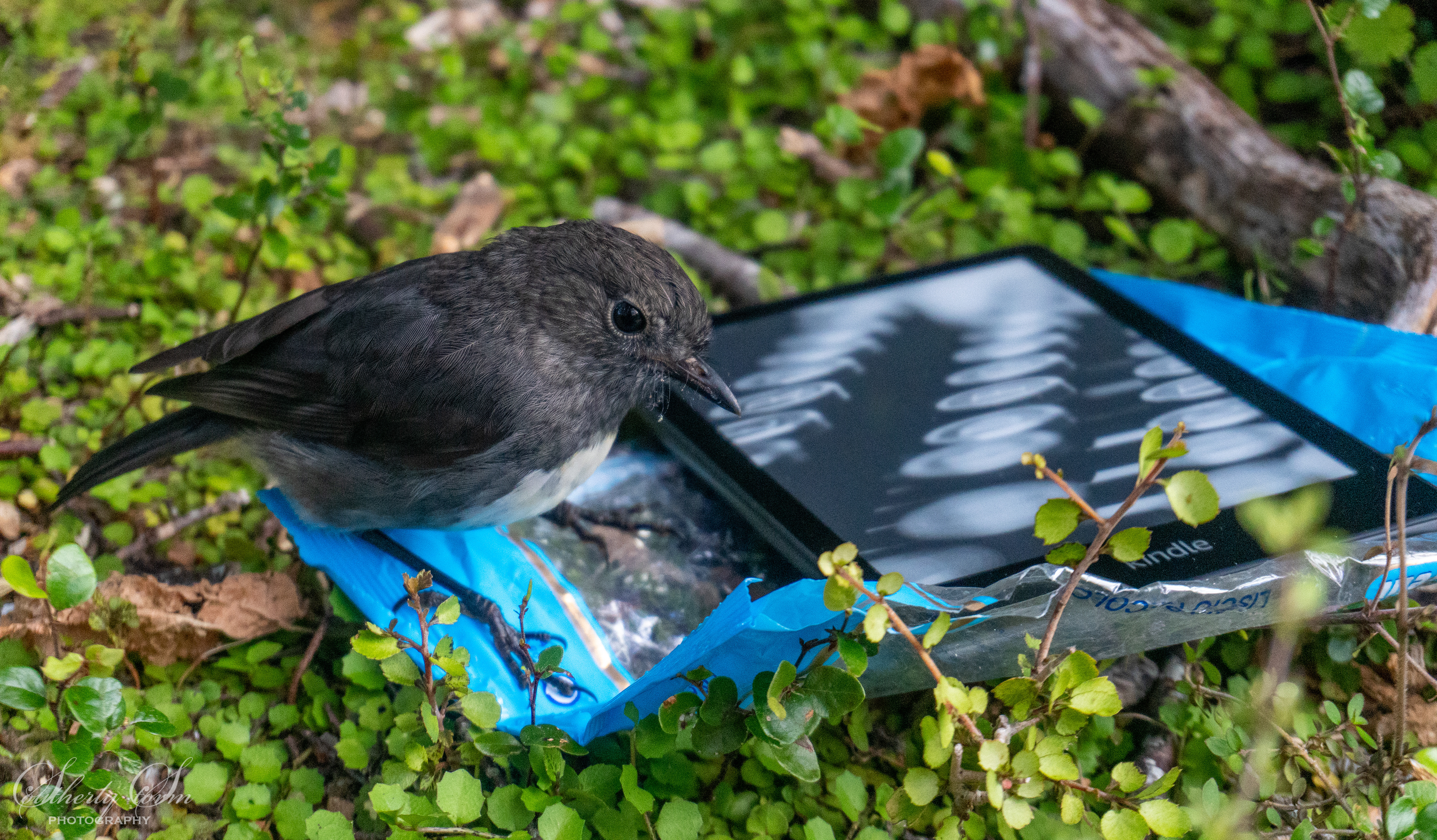 New Zealand Robin on a Kindle