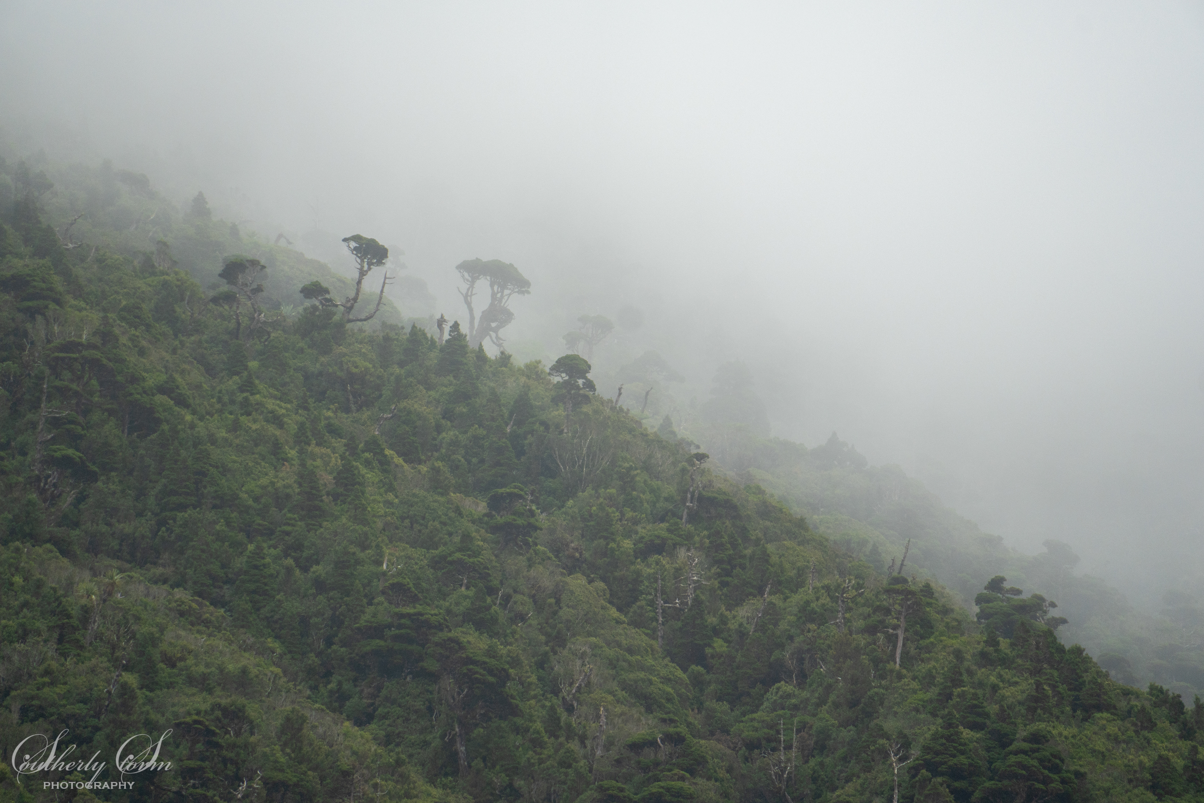 Trees in the mist on Mt Taranaki