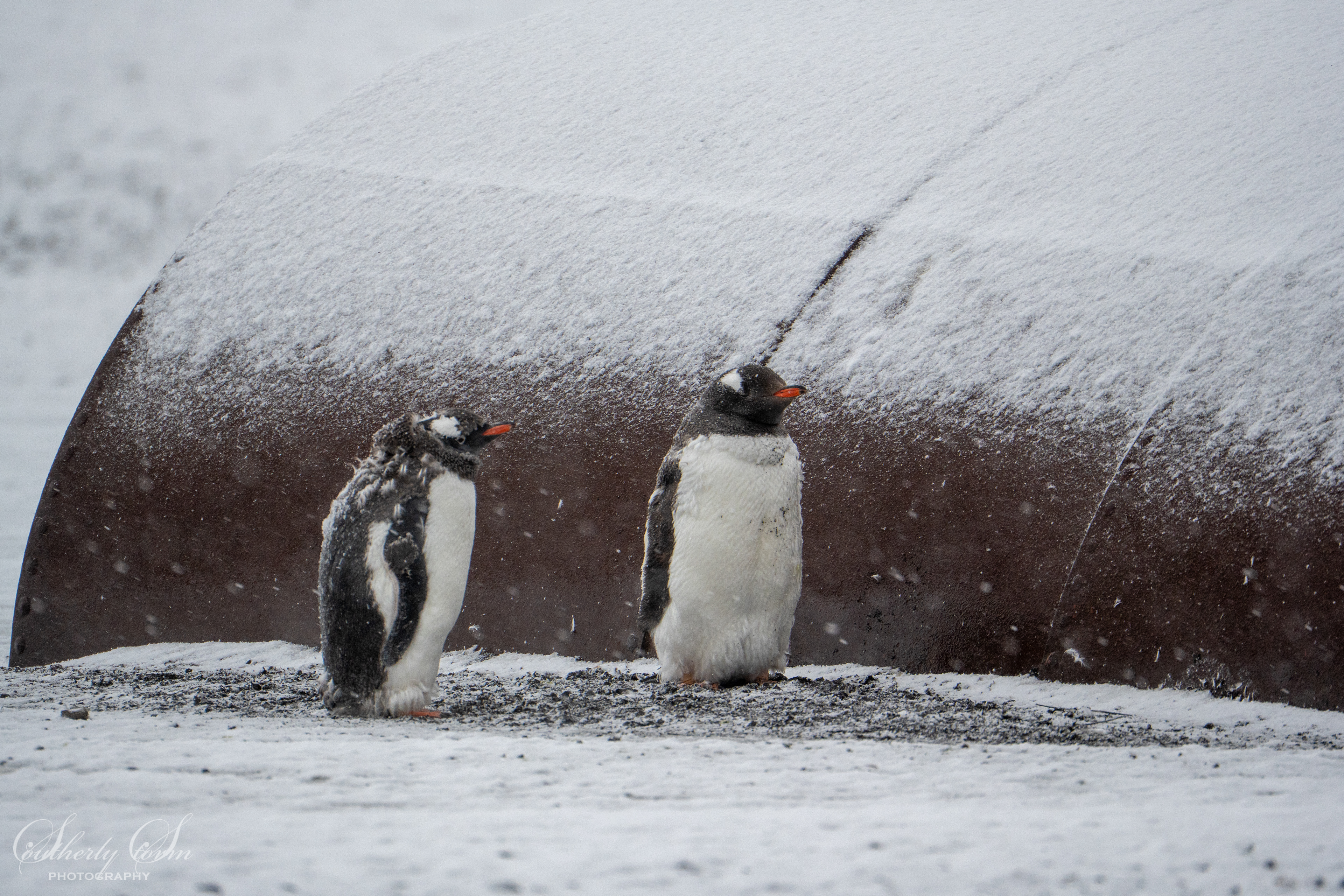Gentoo penguins moulting in the snowstorm