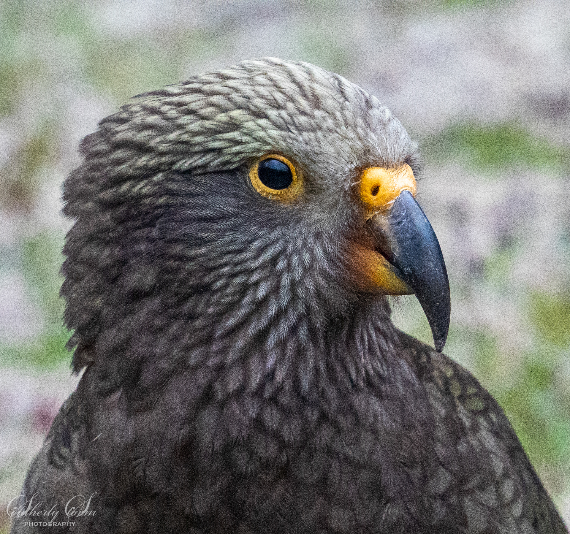 Portrait of a Juvenile Kea