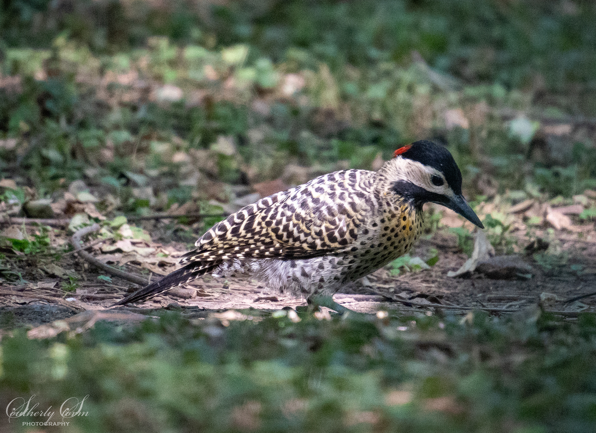 Woodpecker in Buenos Aires
