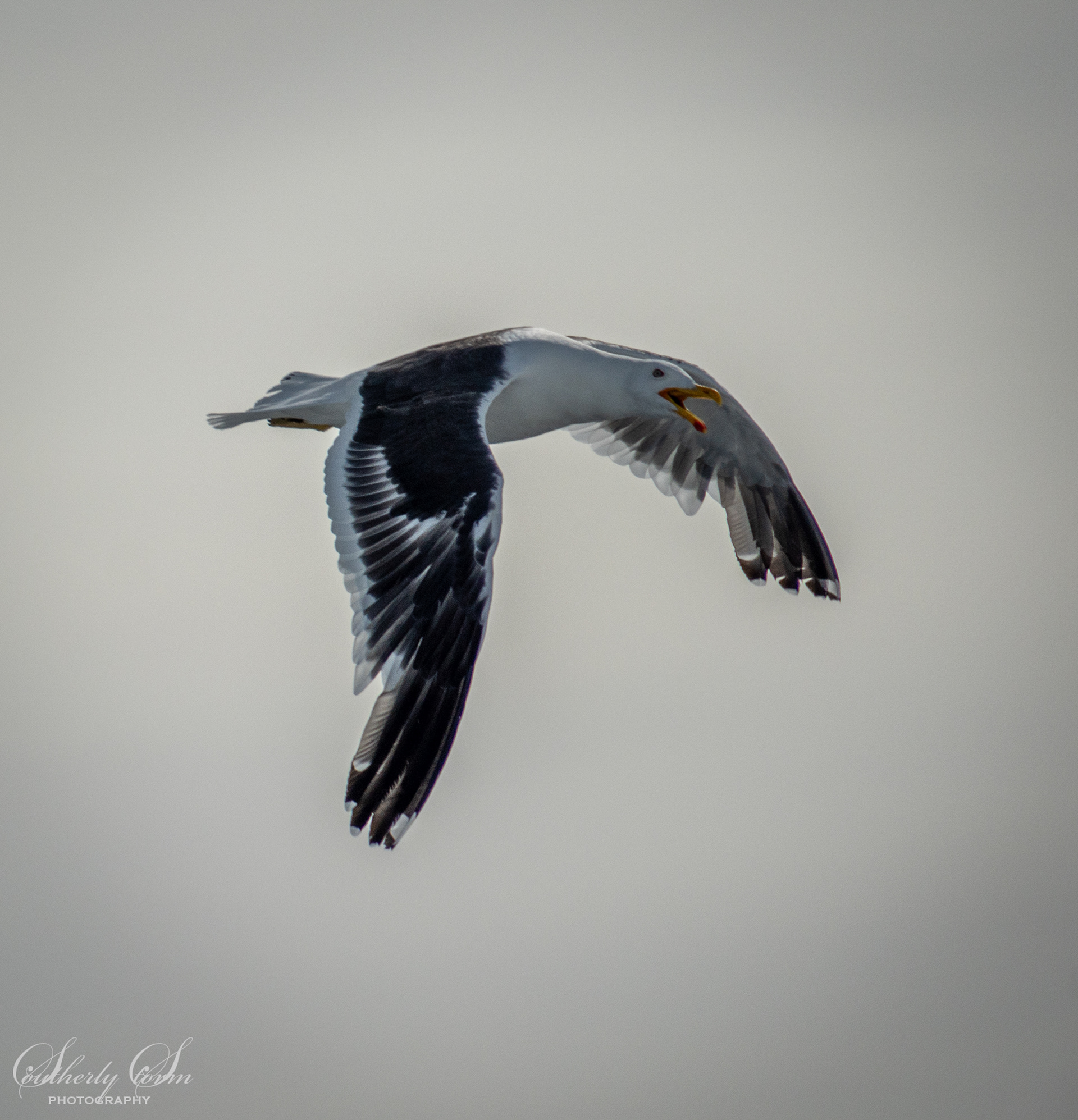 Kelp gull in flight