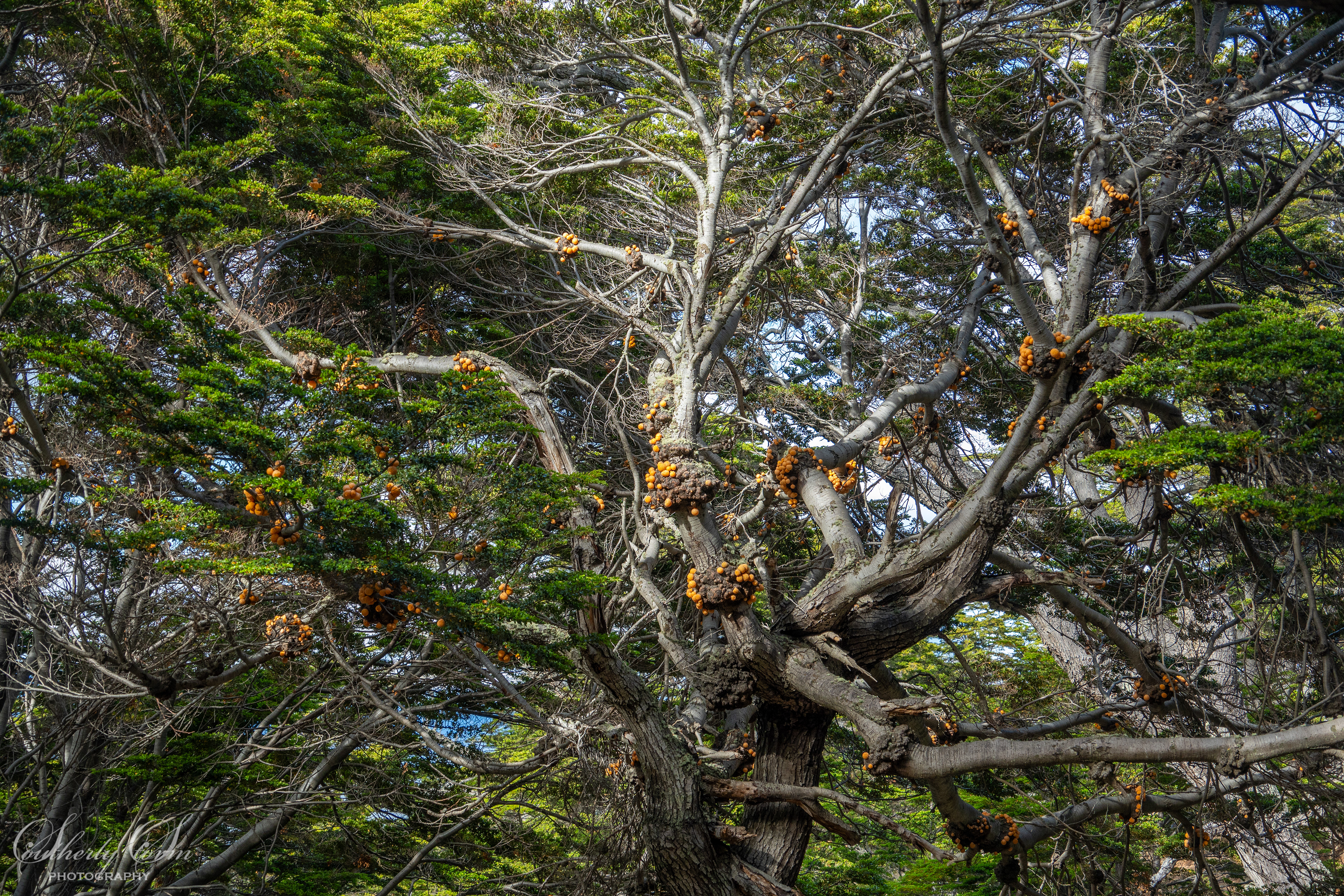Orange fungi in South American beech trees
