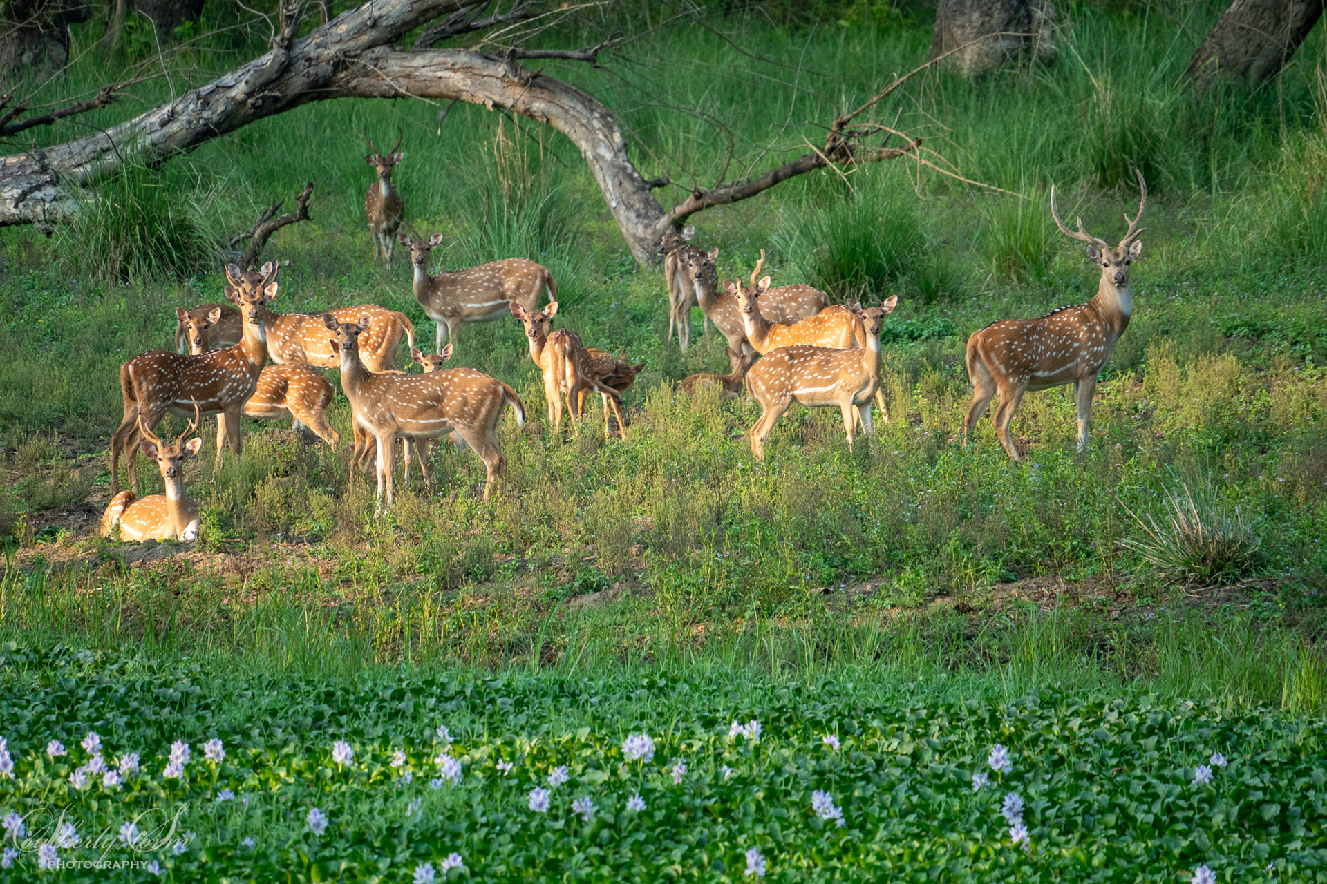 Family of spotted deer
