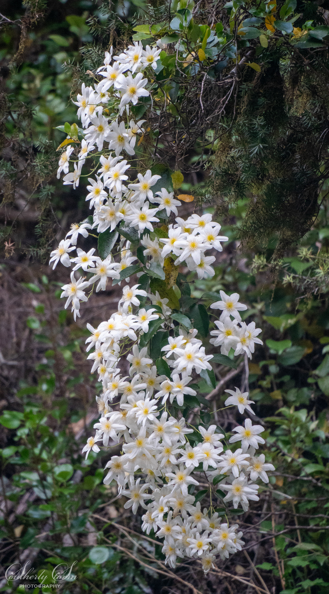 White flowers