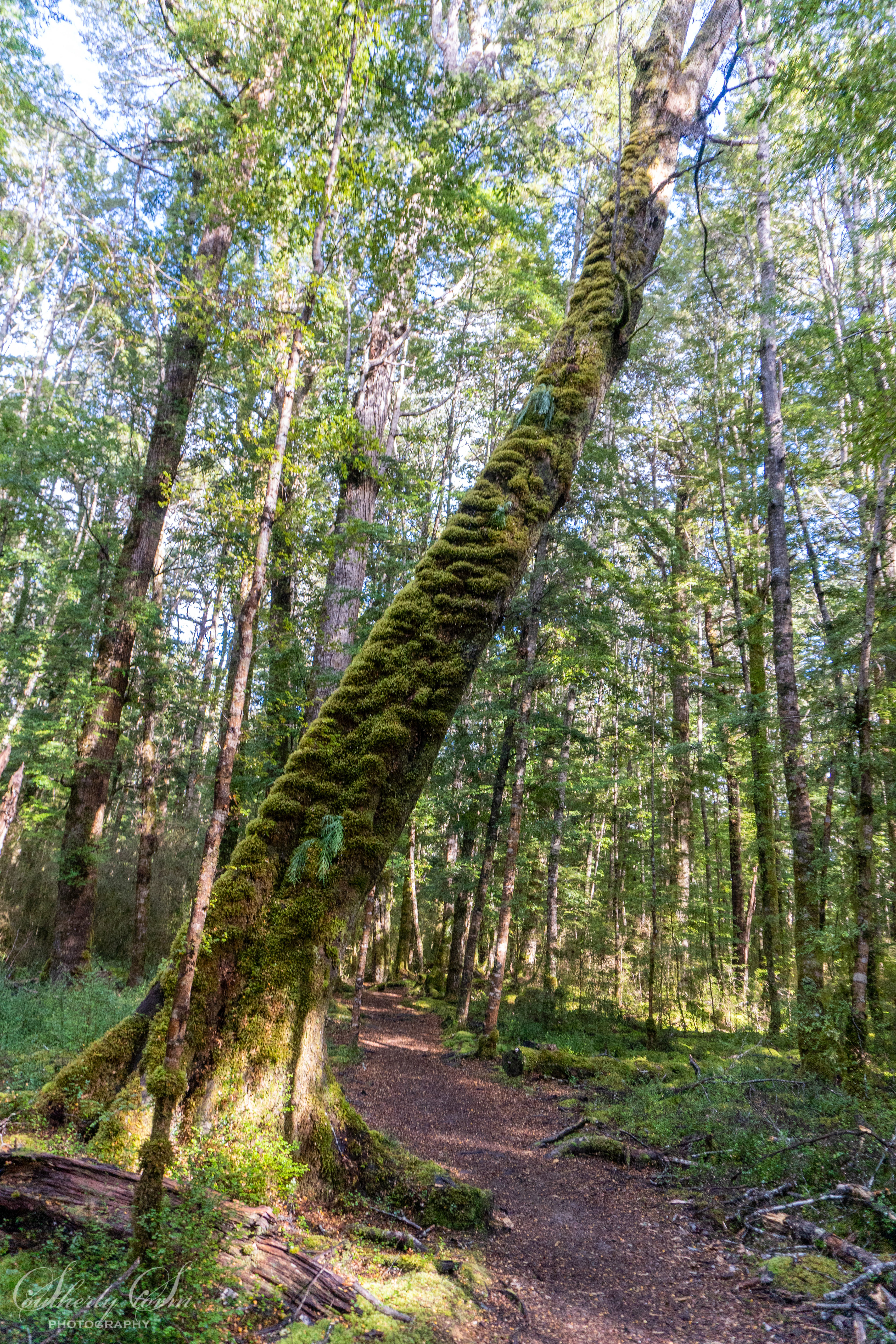 Moss covered tree over the Kepler Track