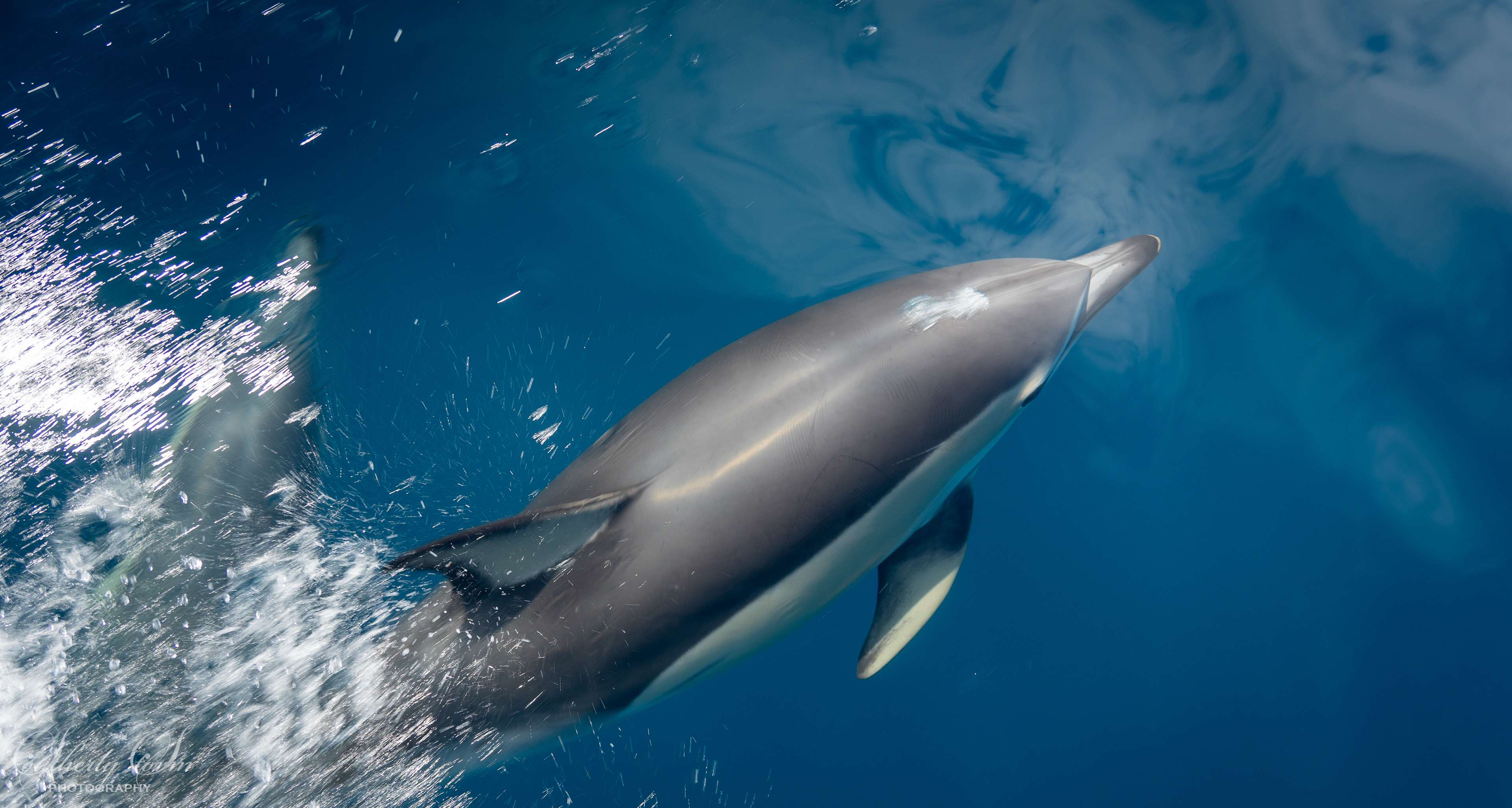 Common dolphin