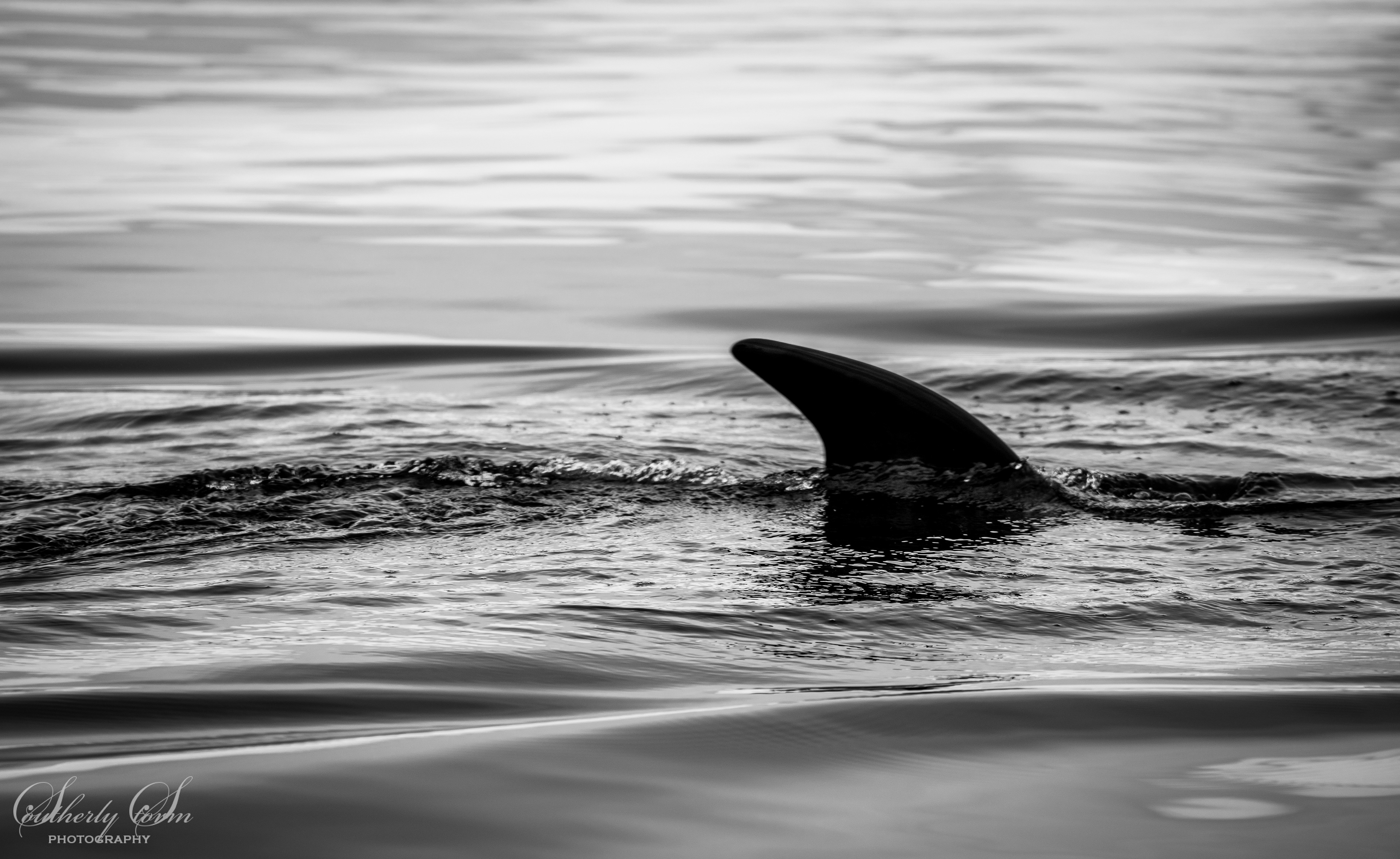 Minke Whale fin in black and white