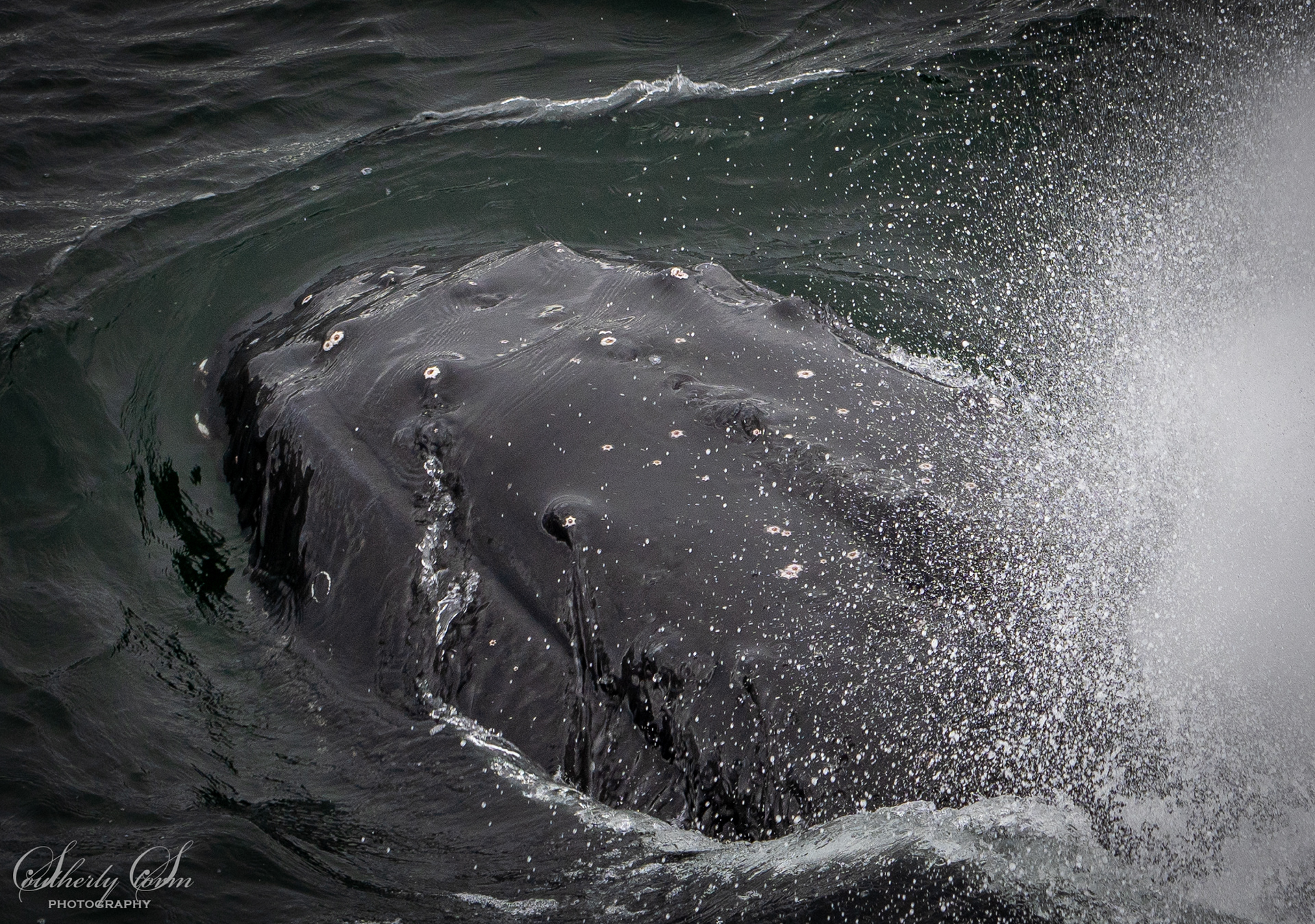 Humpback whale