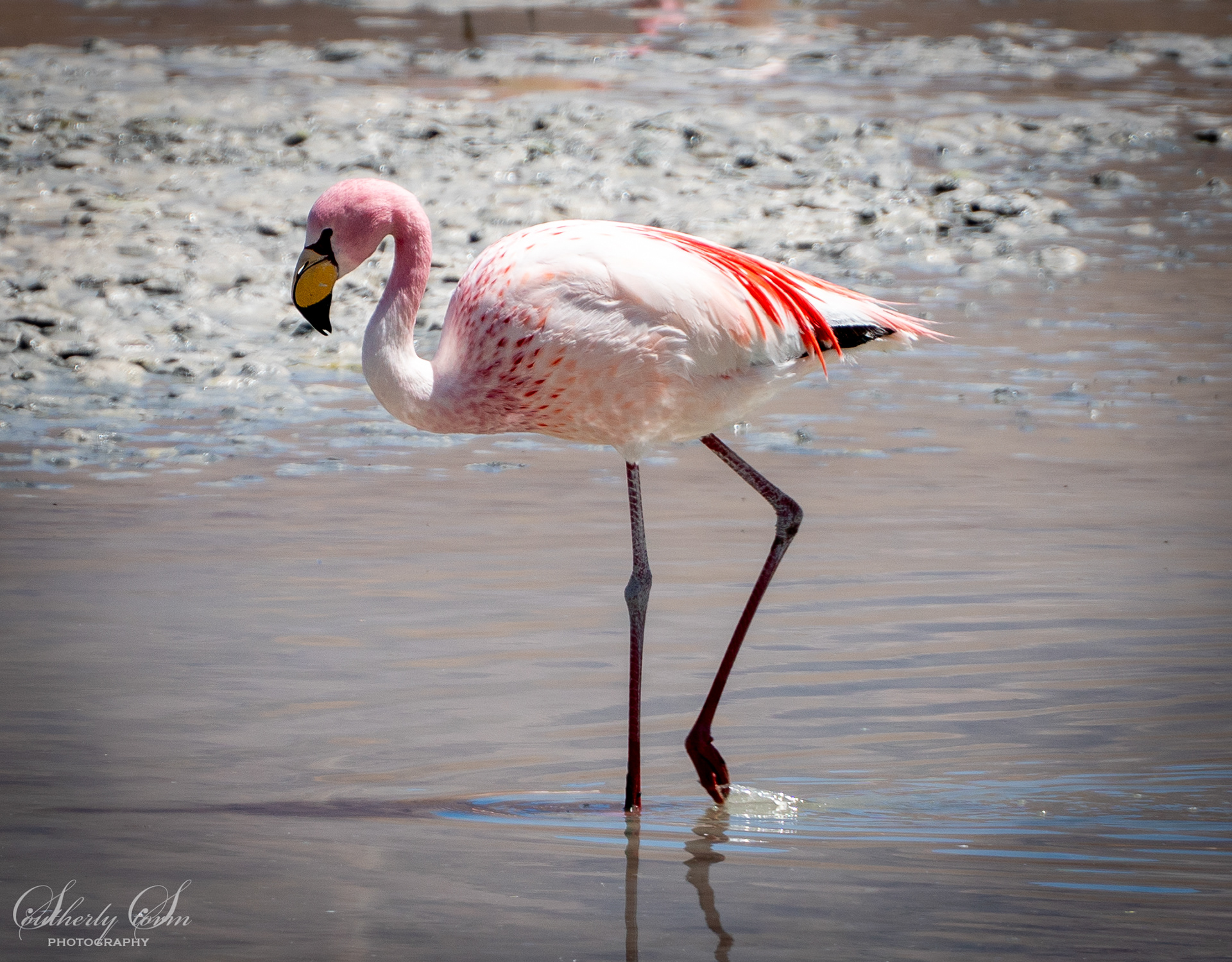Flamingo