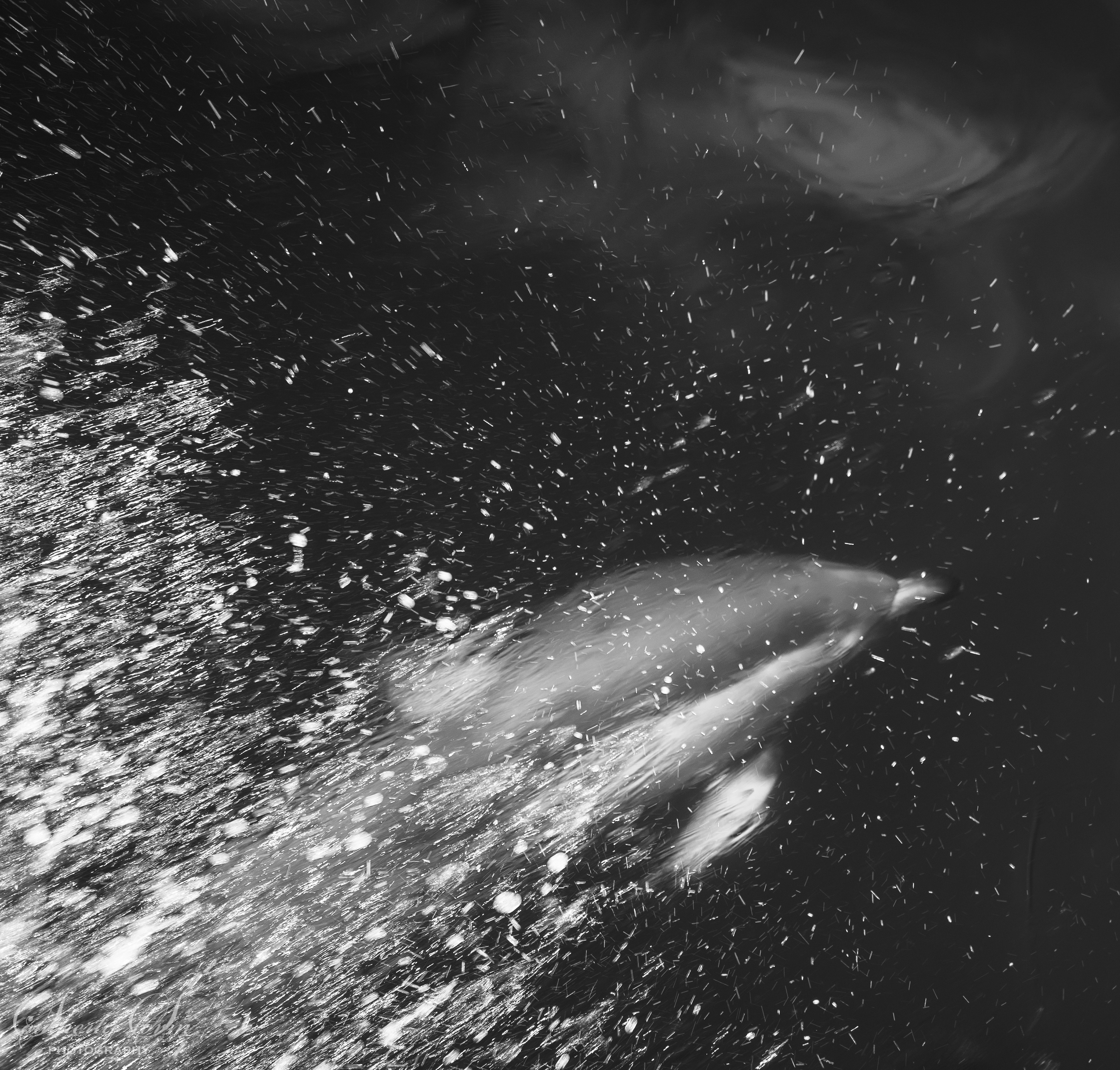 Common Dolphin - black and white