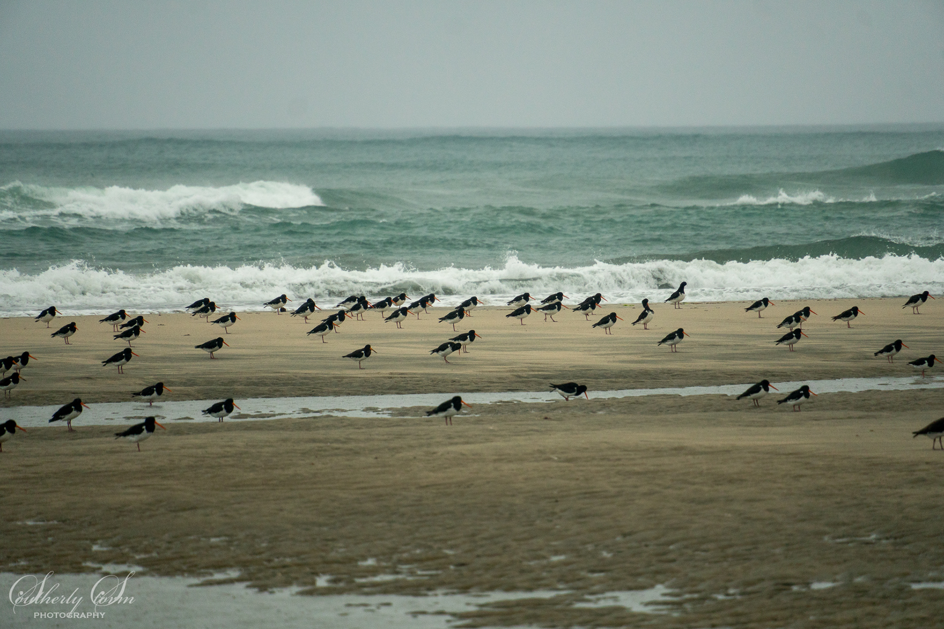Pied Oystercatchers