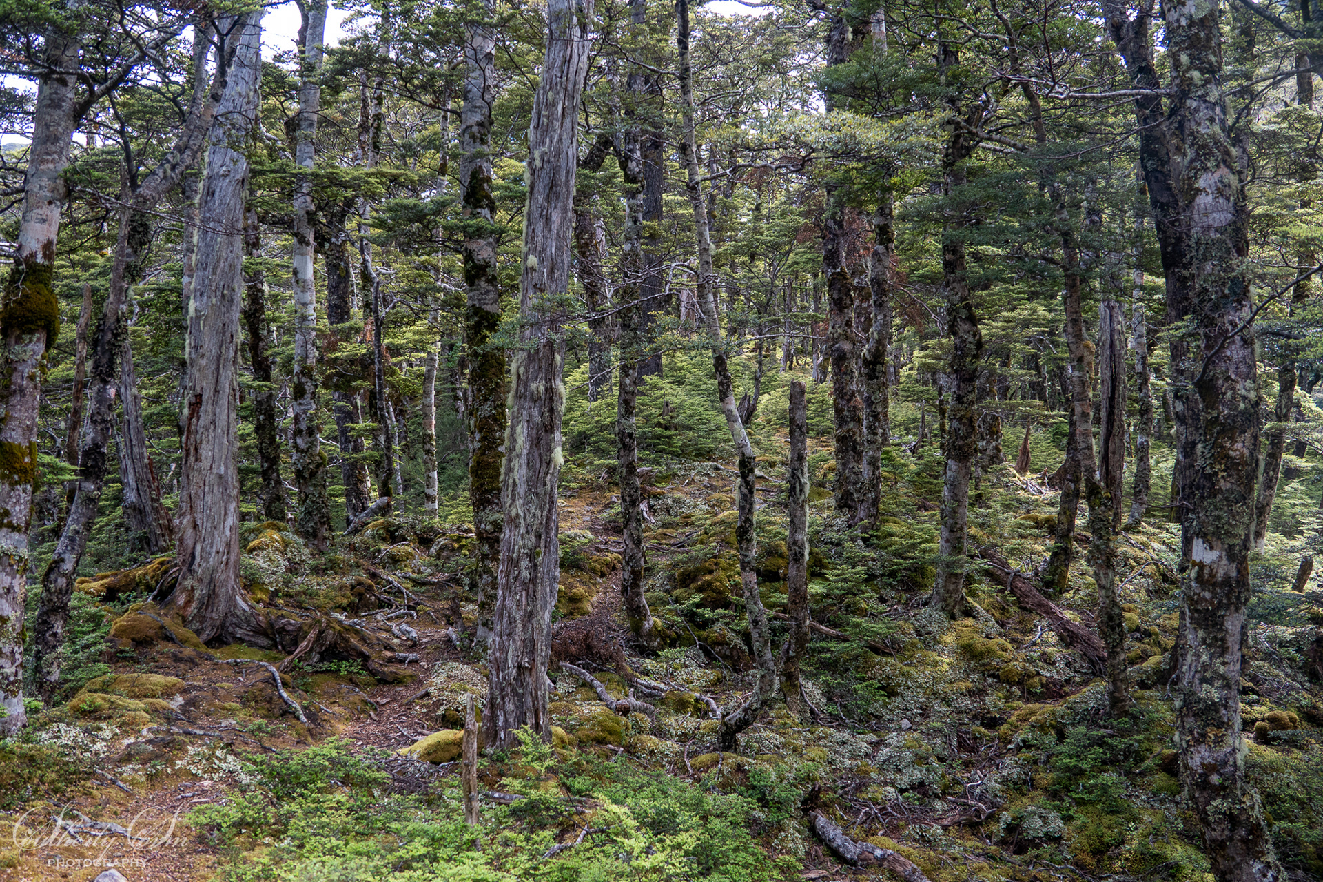 Beautiful NZ forest