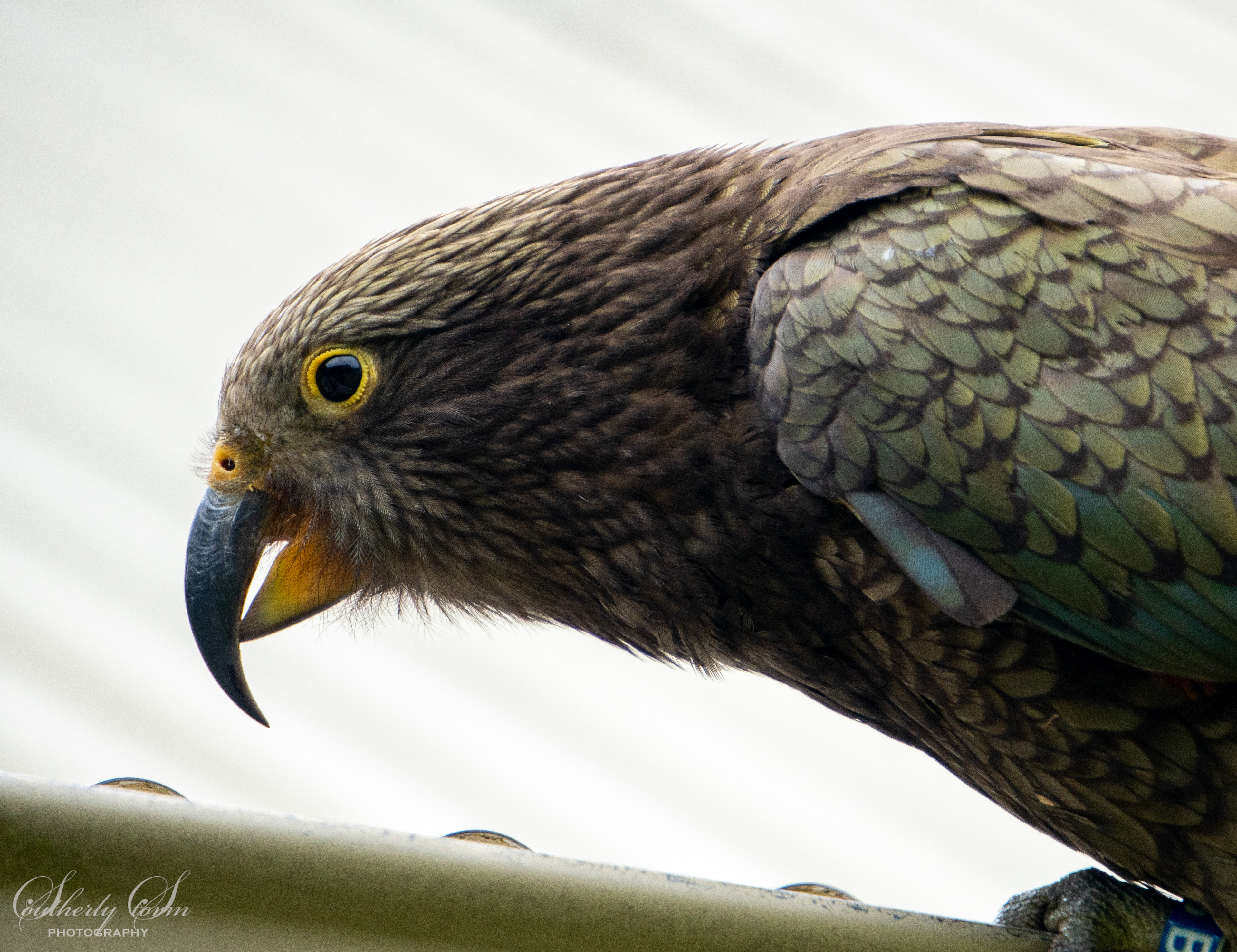 Fledgling kea