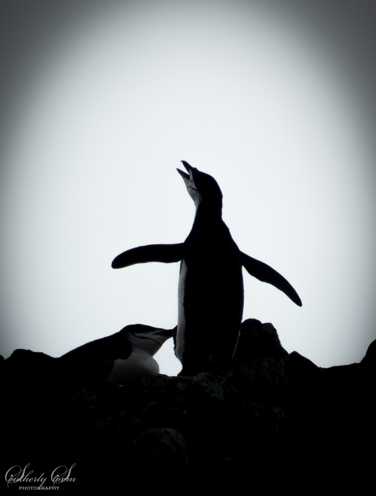 Chinstrap silhouette