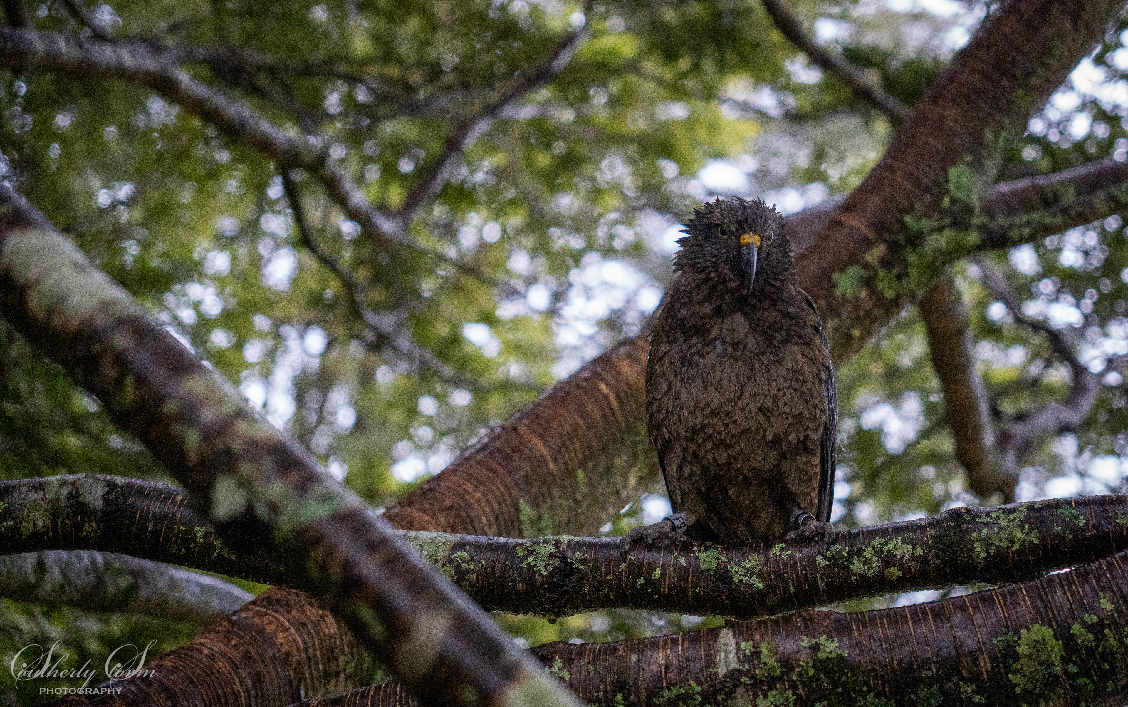Juvenile kea in a tree