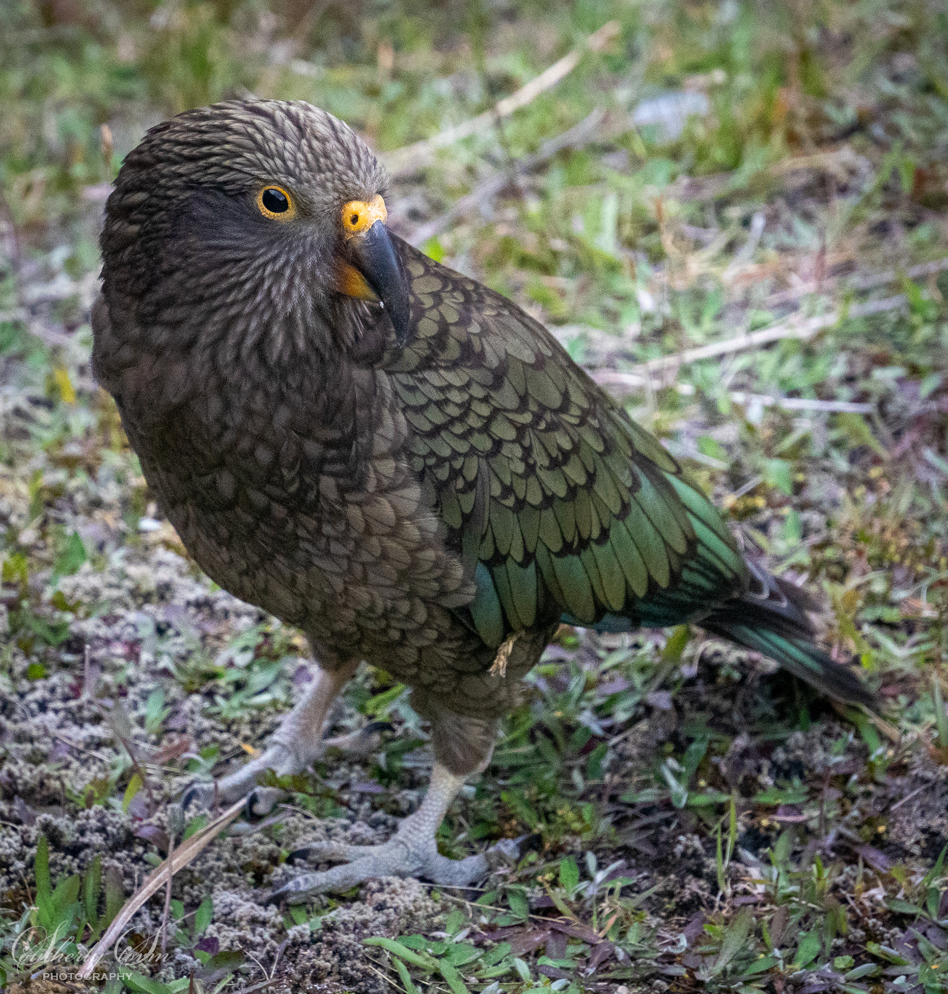 Juvenile Kea