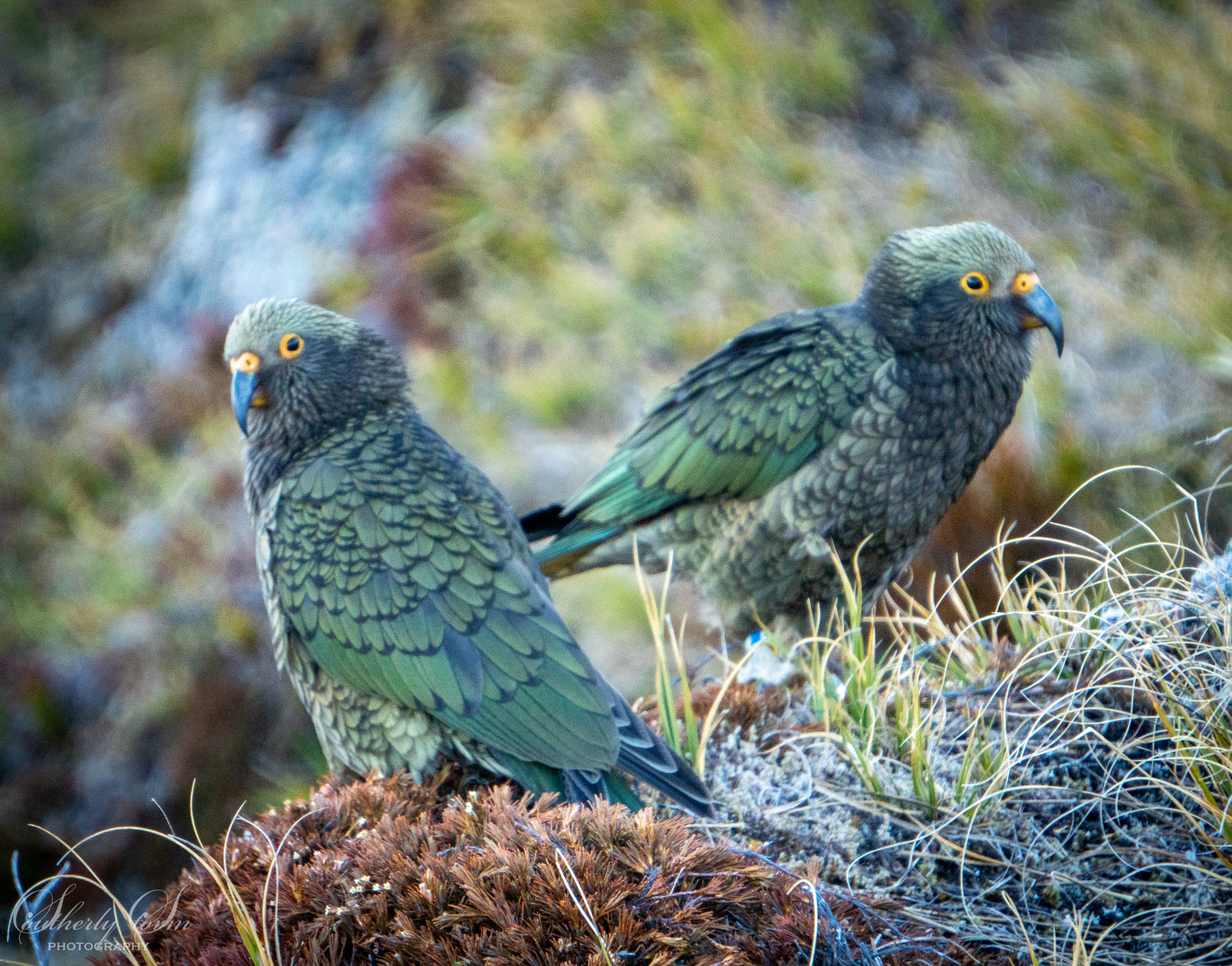A pair of fledgling kea