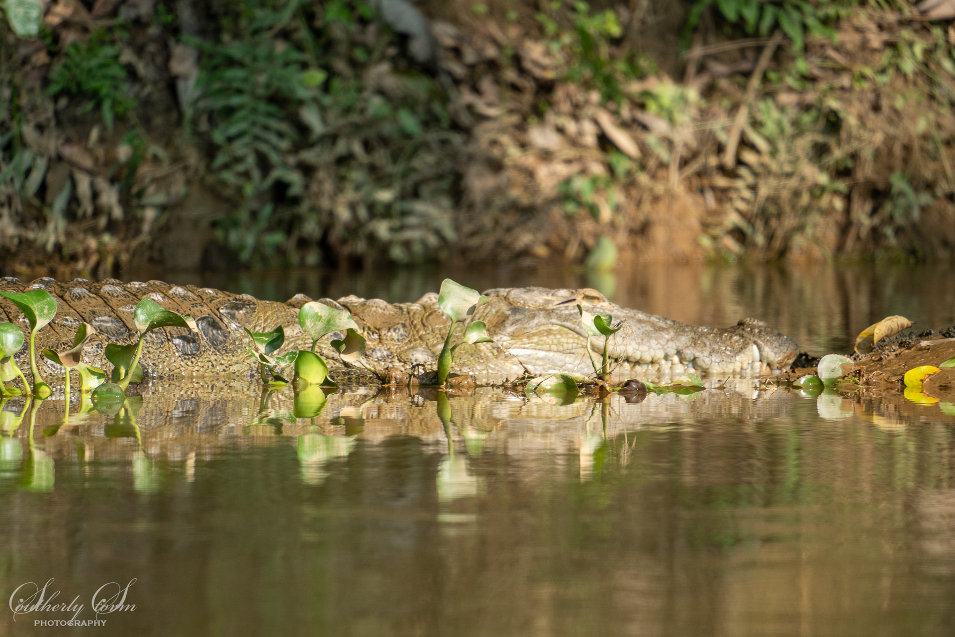 Crocodile behind waterlilies