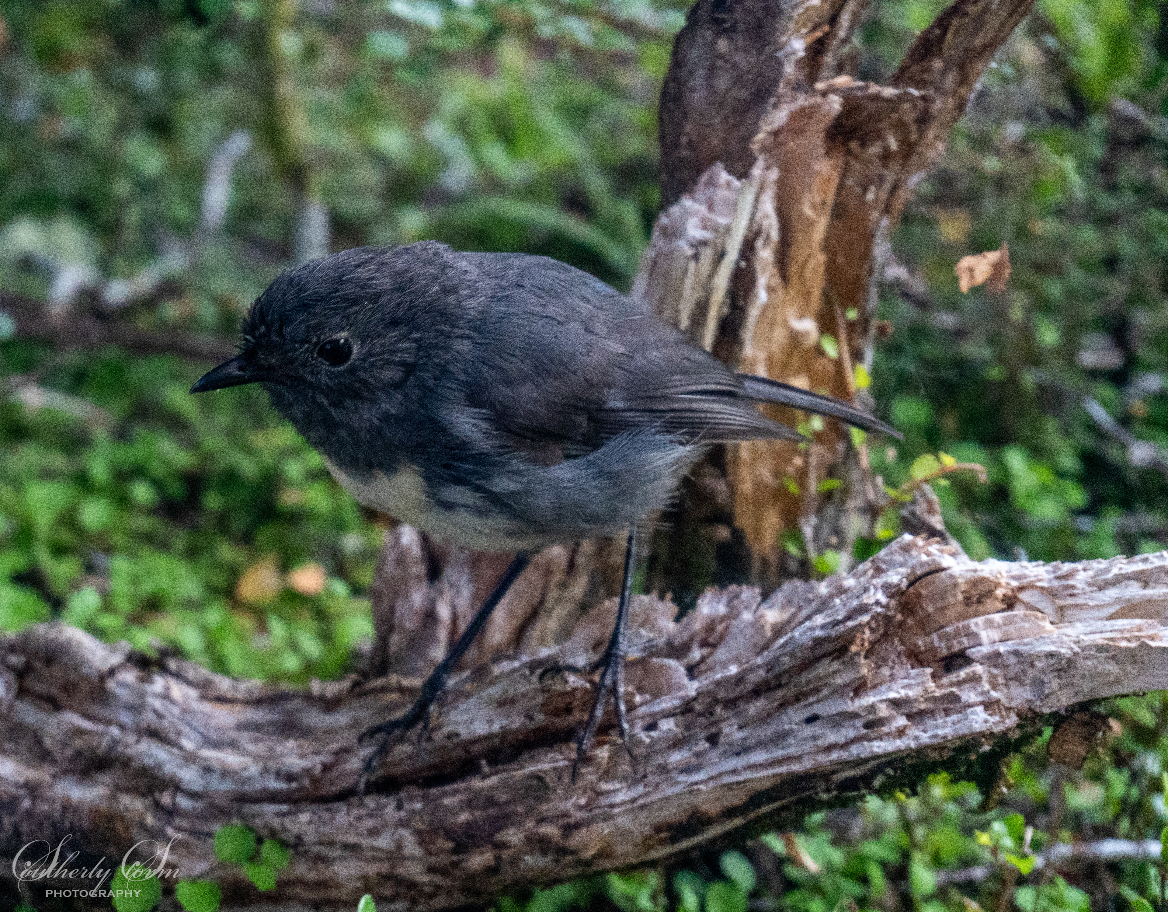 South Island Robin