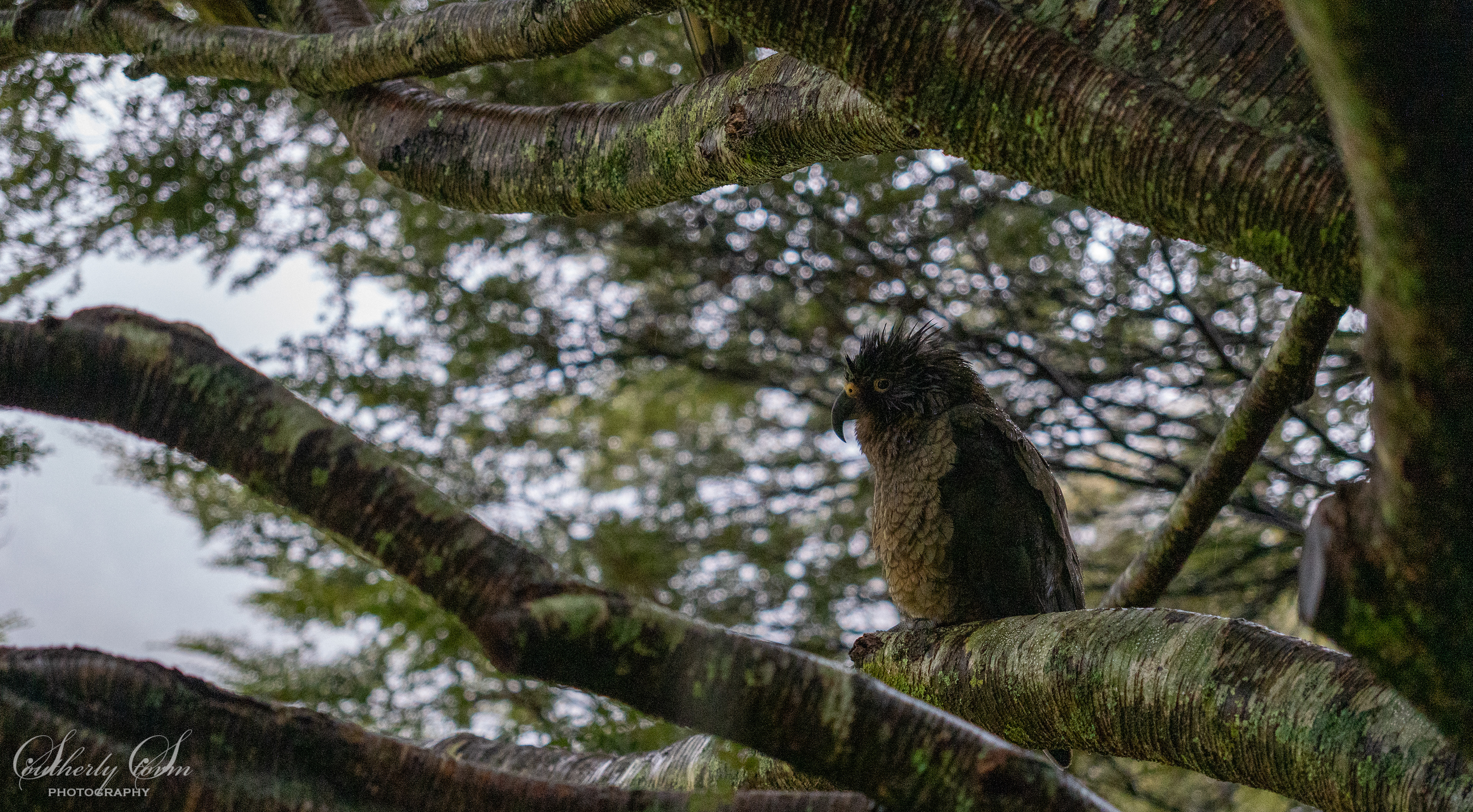 Juvenile kea in a tree