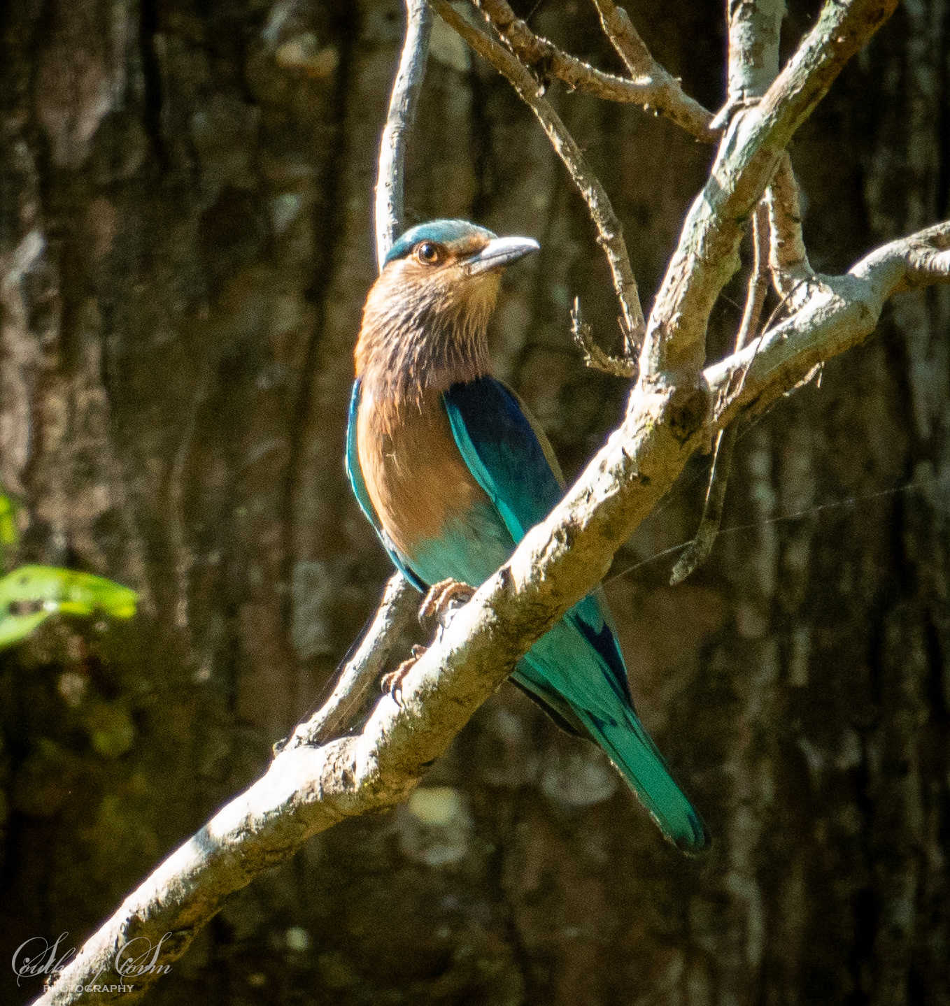 Bright blue bird
