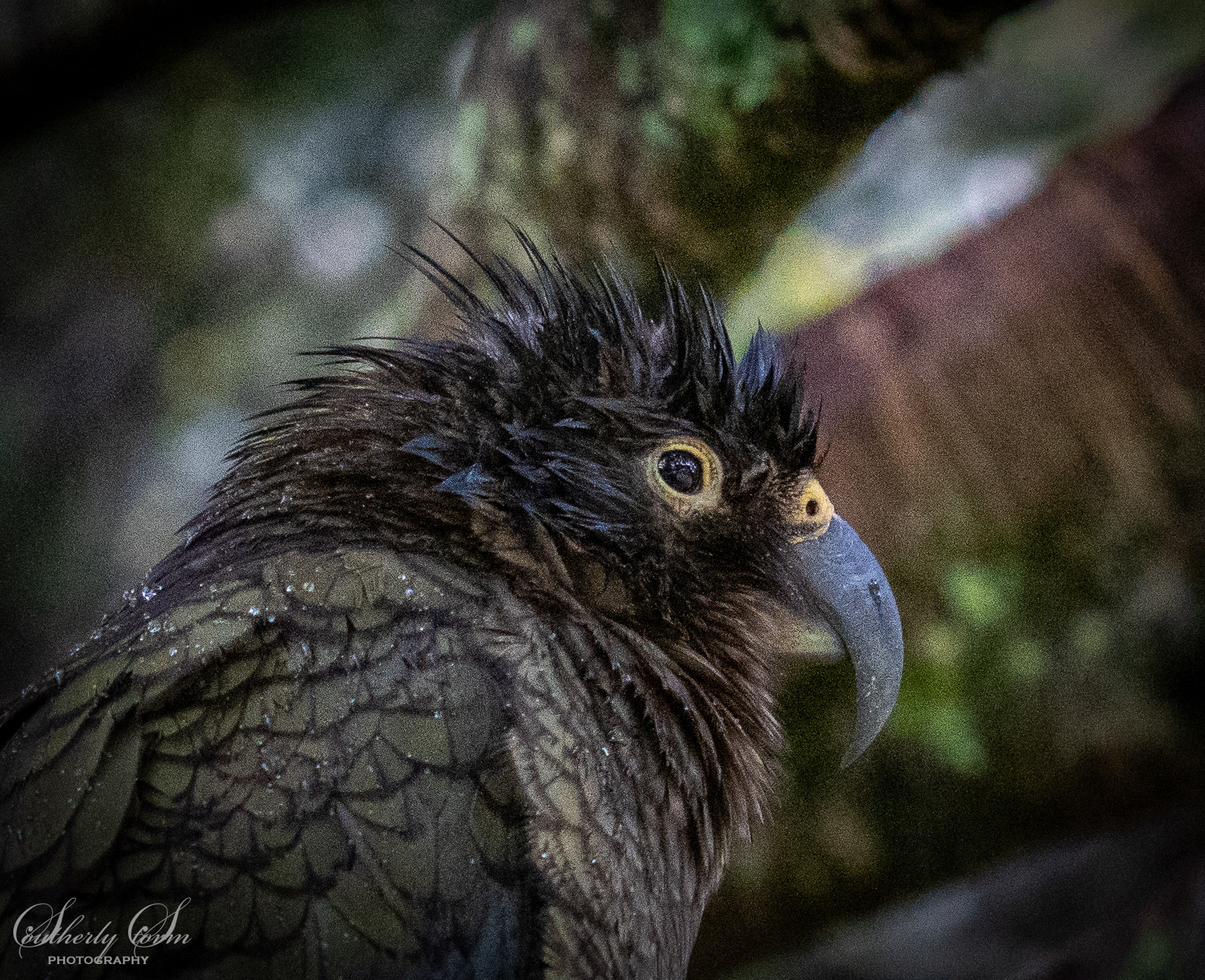 Portrait juvenile kea