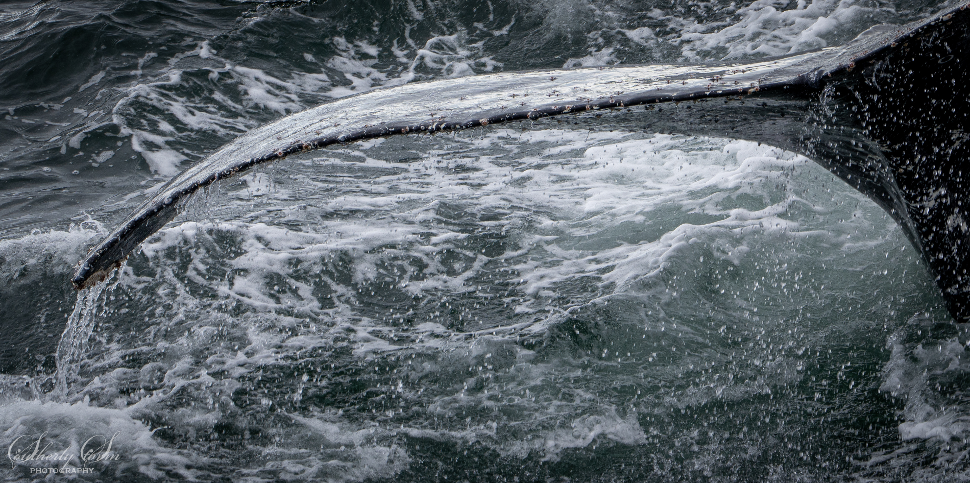 Half a whale tail