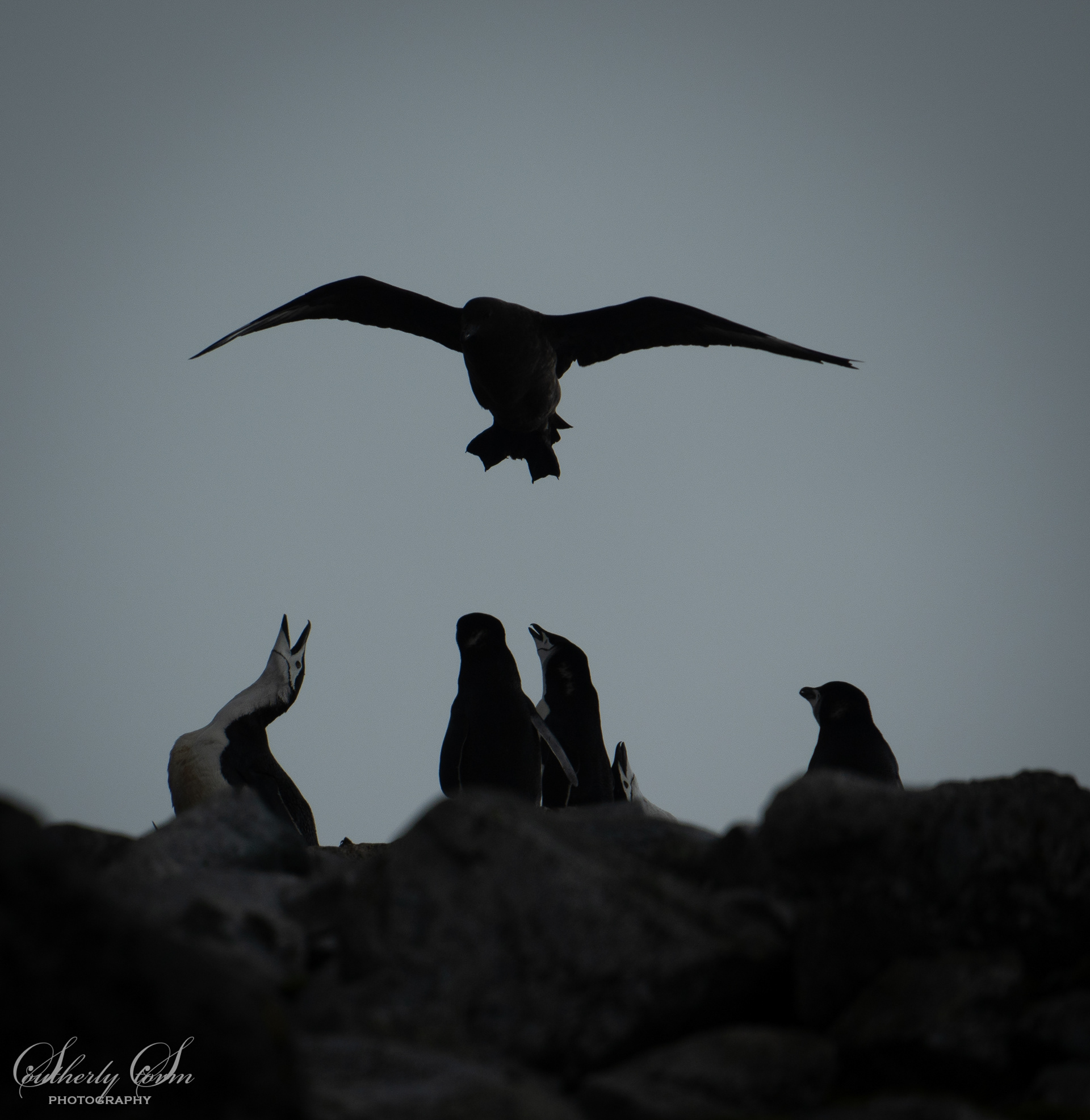 Chinstraps reacting to a Skua, in silhouette